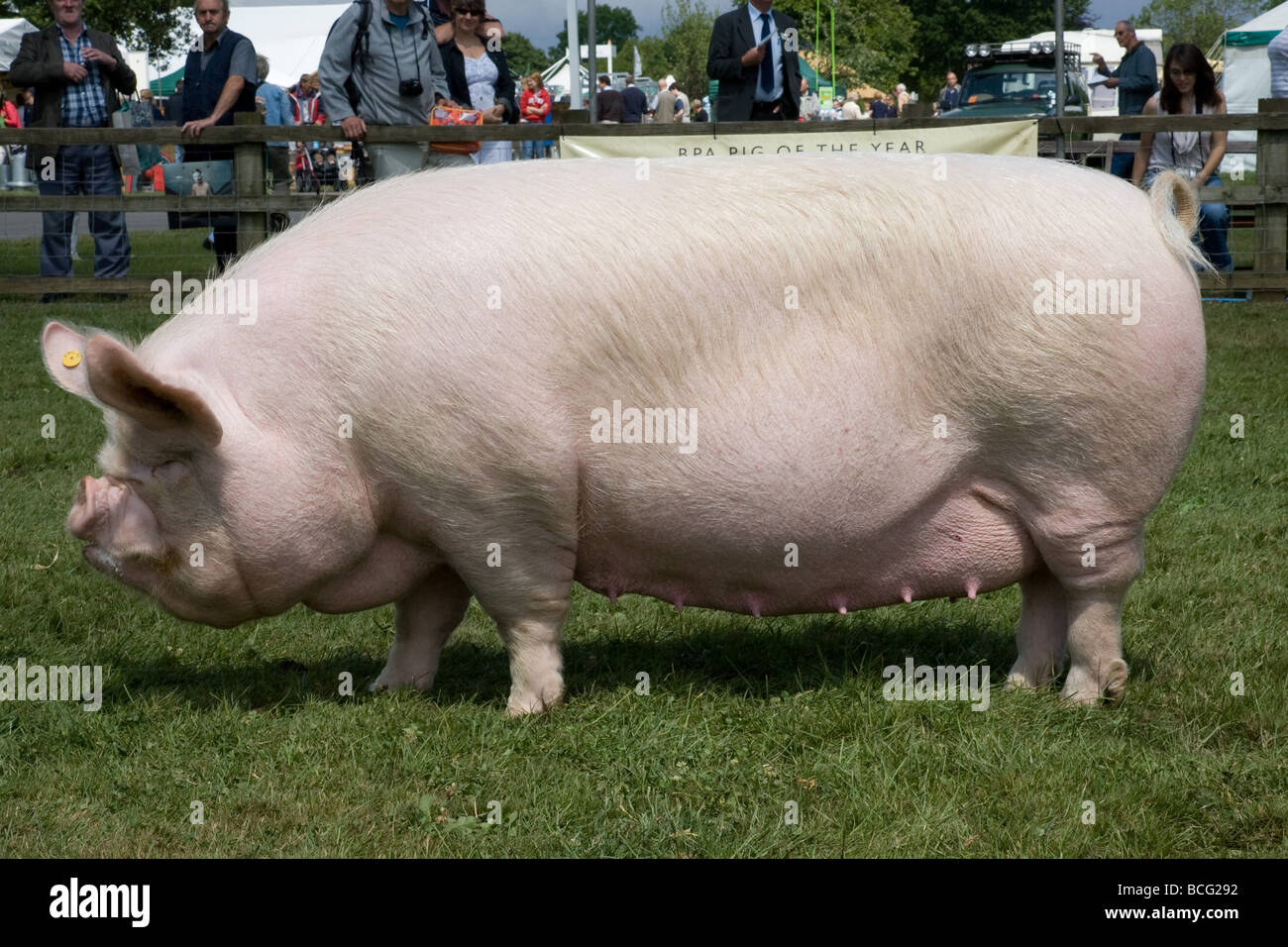 Middle White Sow Stock Photo - Alamy