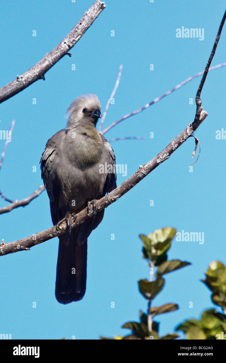 Grey Lourie Stock Photo