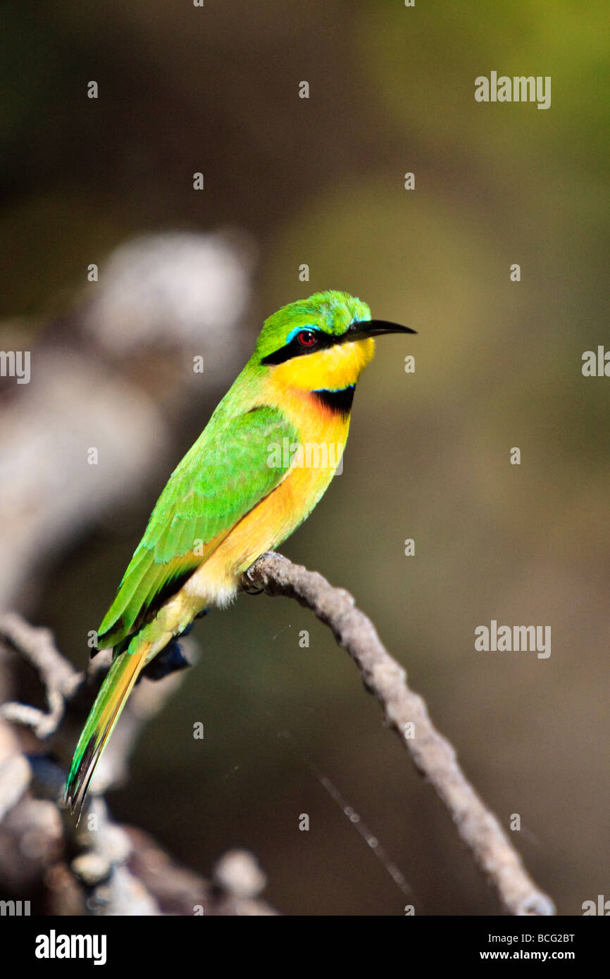 Little bee eater bird hi-res stock photography and images - Alamy