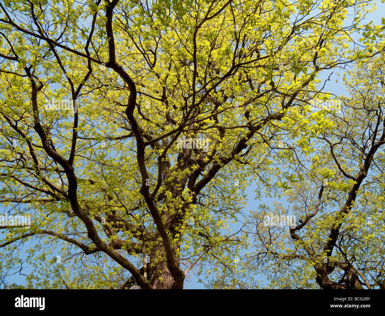 Spring foliage on oak trees Quercus in Berlin Germany Stock Photo - Alamy