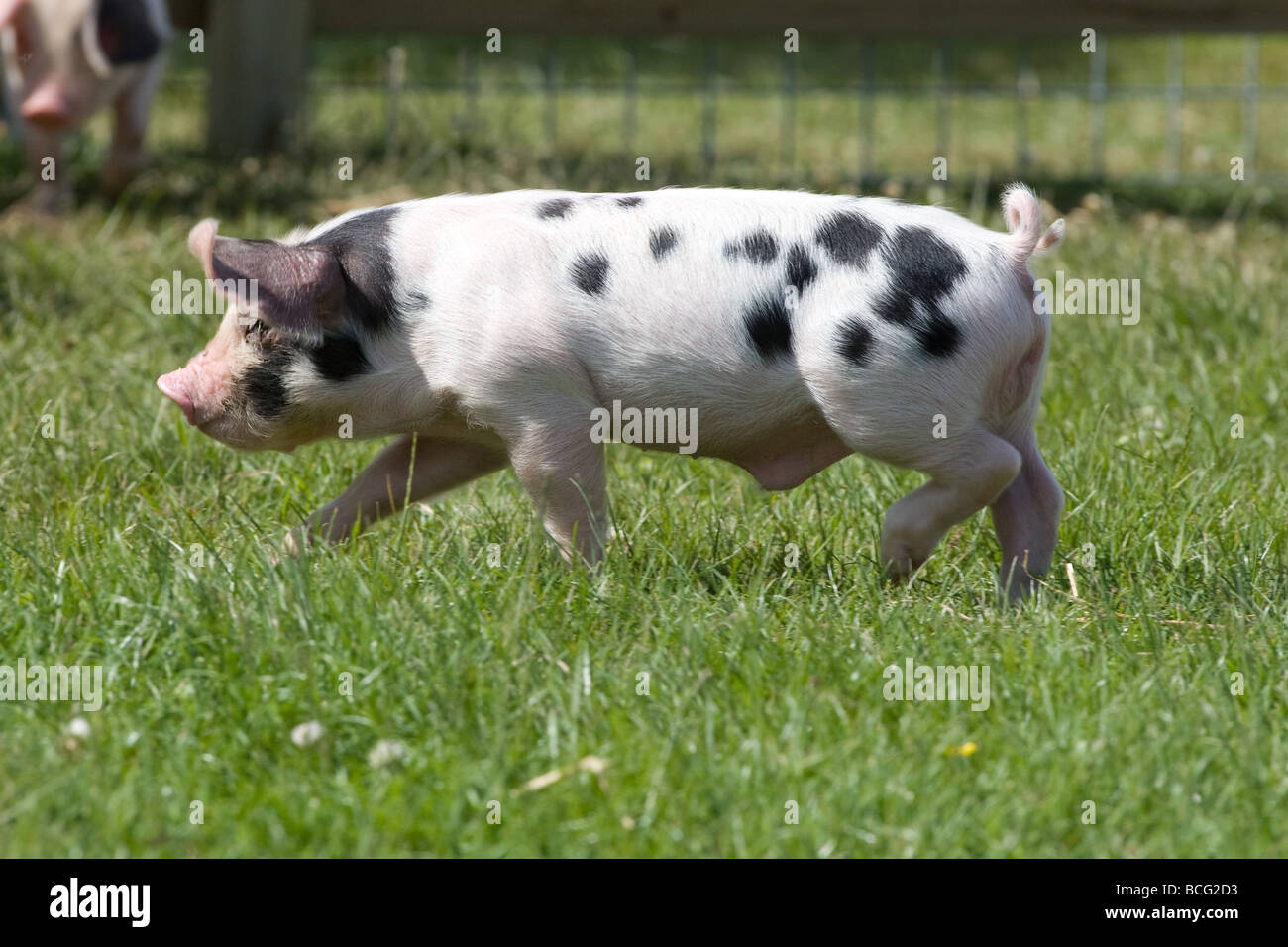 Gloucester Old Spot Piglet Stock Photo