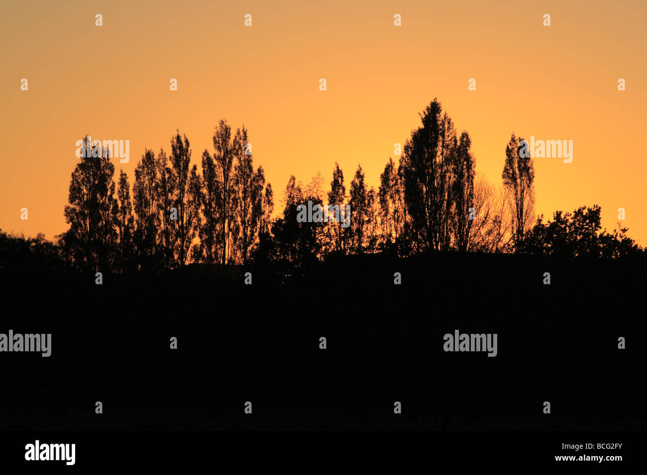 Silhouette of trees against a sunset simple colours hi-res stock ...