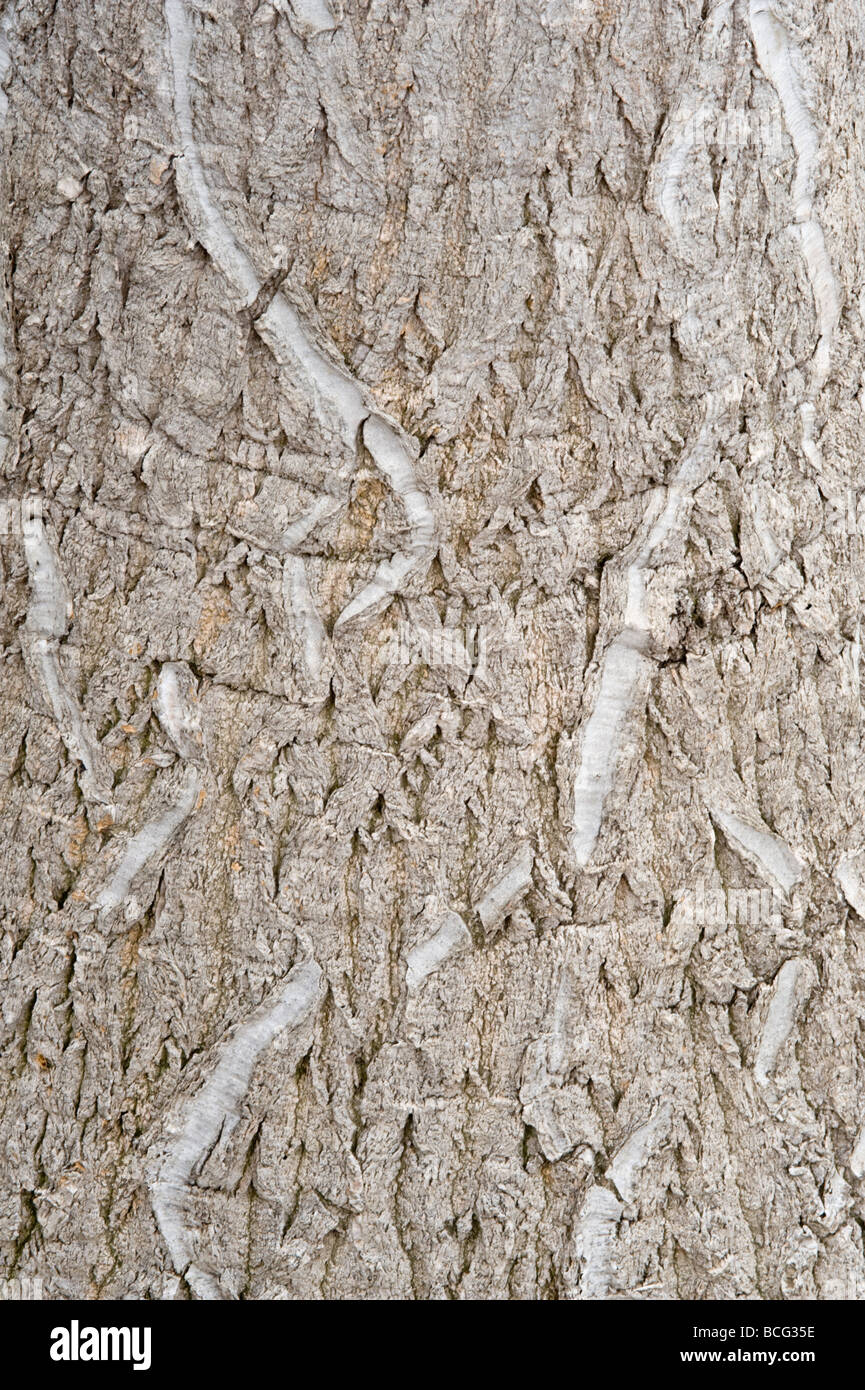 Bottle Palm (Nolina recurvata) close-up of bark conservatory England UK Europe July Stock Photo