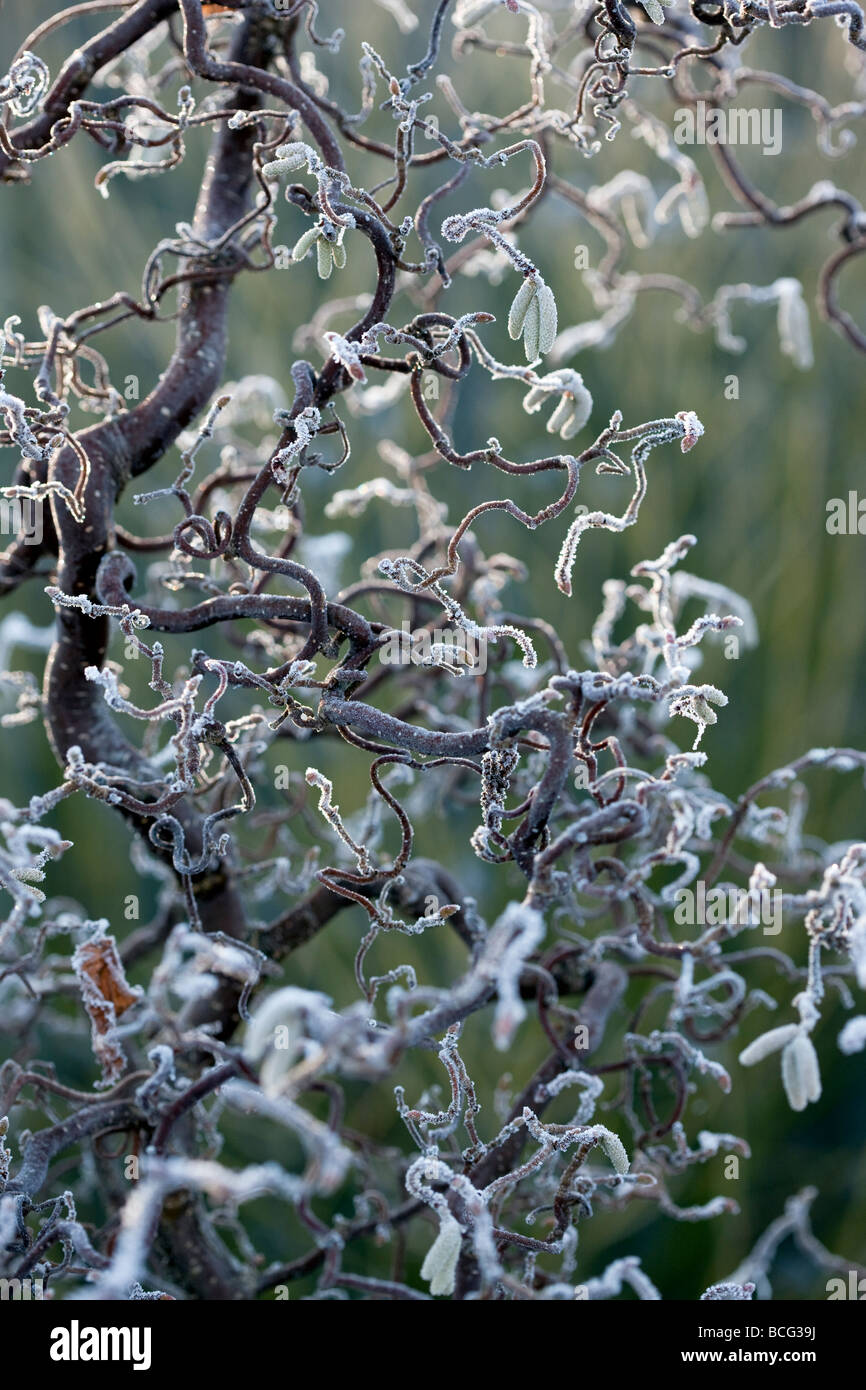 Corylus avellana 'Contorta' in frosty weather Stock Photo