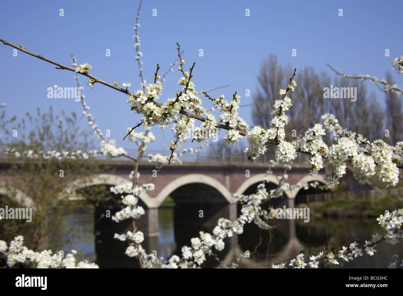 blossom stratford upon avon warwickshire Stock Photo Alamy