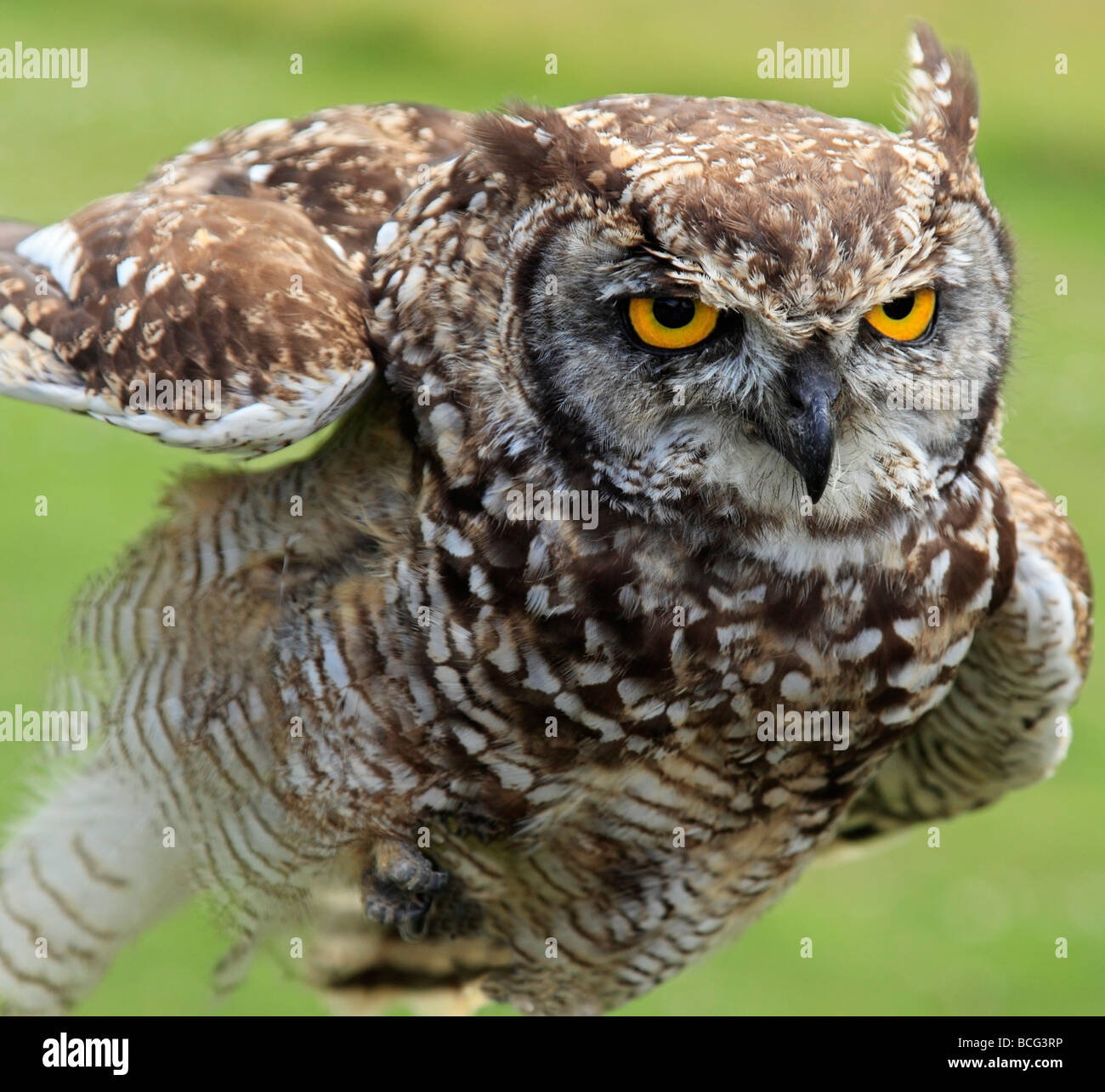 Half hours with fishes, reptiles, and birds . Fig. 183.—Barn Owl.. Fig.  184. — Burrowing Owl. THE OWLS AND PARROTS 209 when approached bow  repeatedly before taking to thewing. The eye