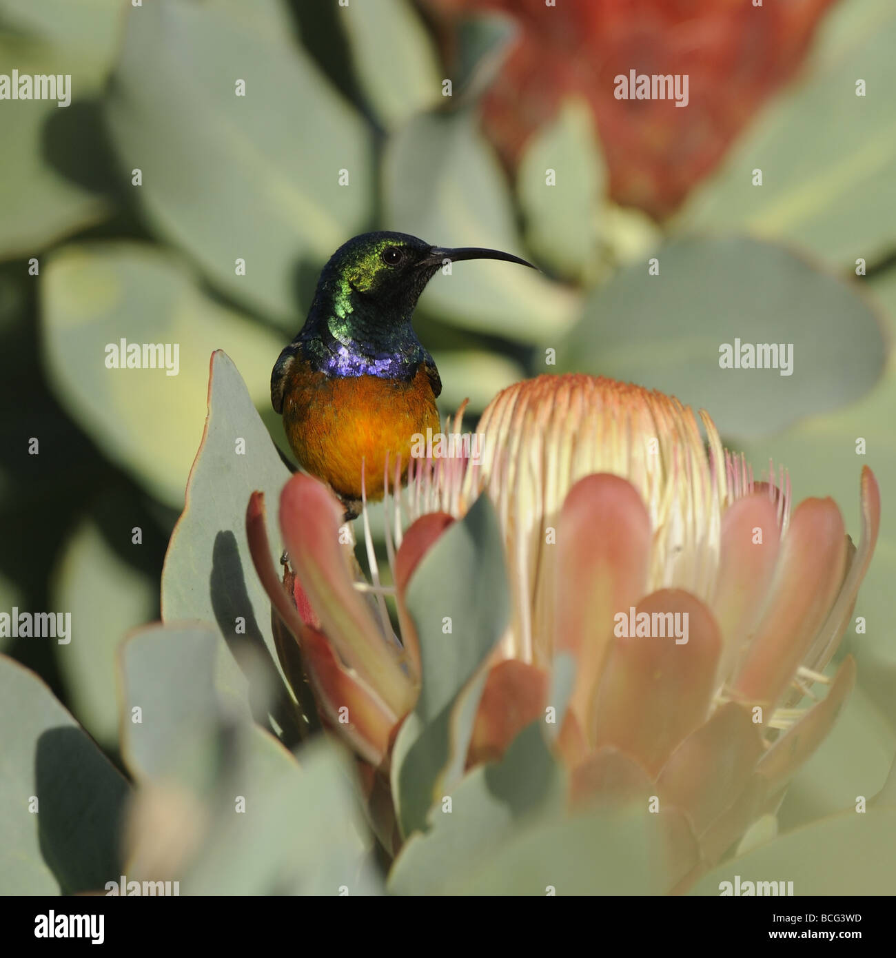 Orange Breasted Sunbird feeding in Sugarbush Protea Stock Photo