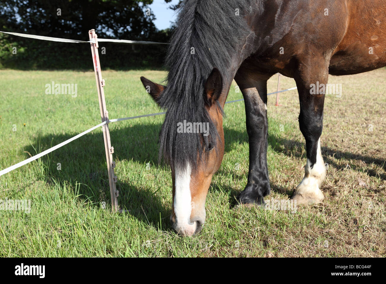 Temporary moveable electric fencing being used to restrict grass grazing for a horse Stock Photo