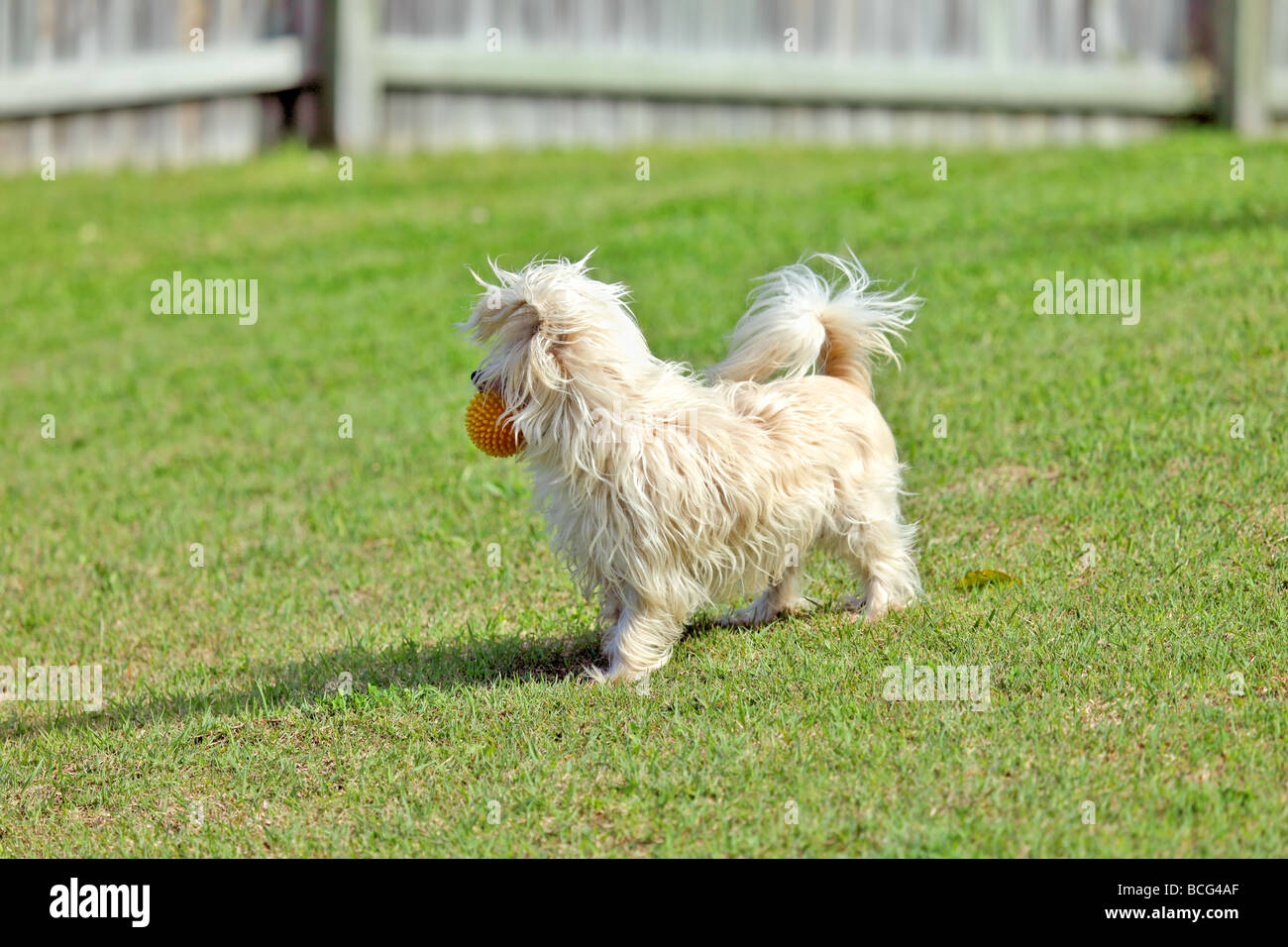 Sydney silky terrier at play with a ball Stock Photo