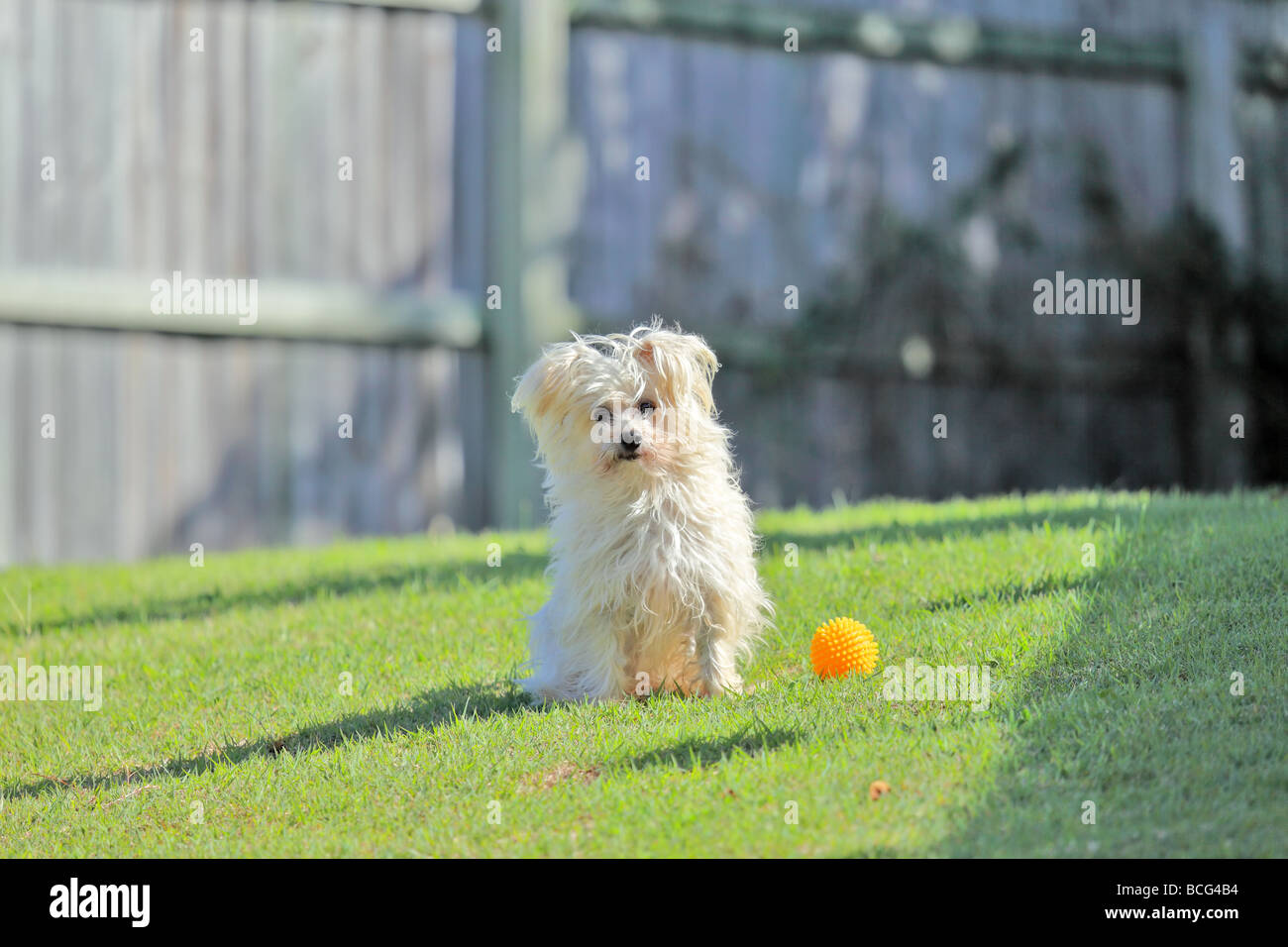 Sydney silky terrier at play with a ball Stock Photo