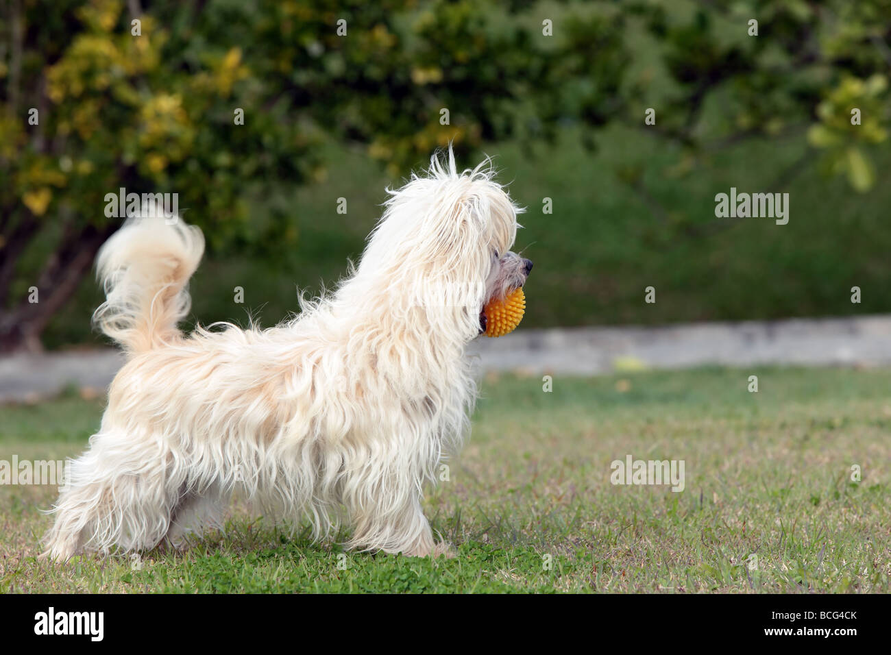 small Australian silky terrier dog with a ball at play Stock Photo