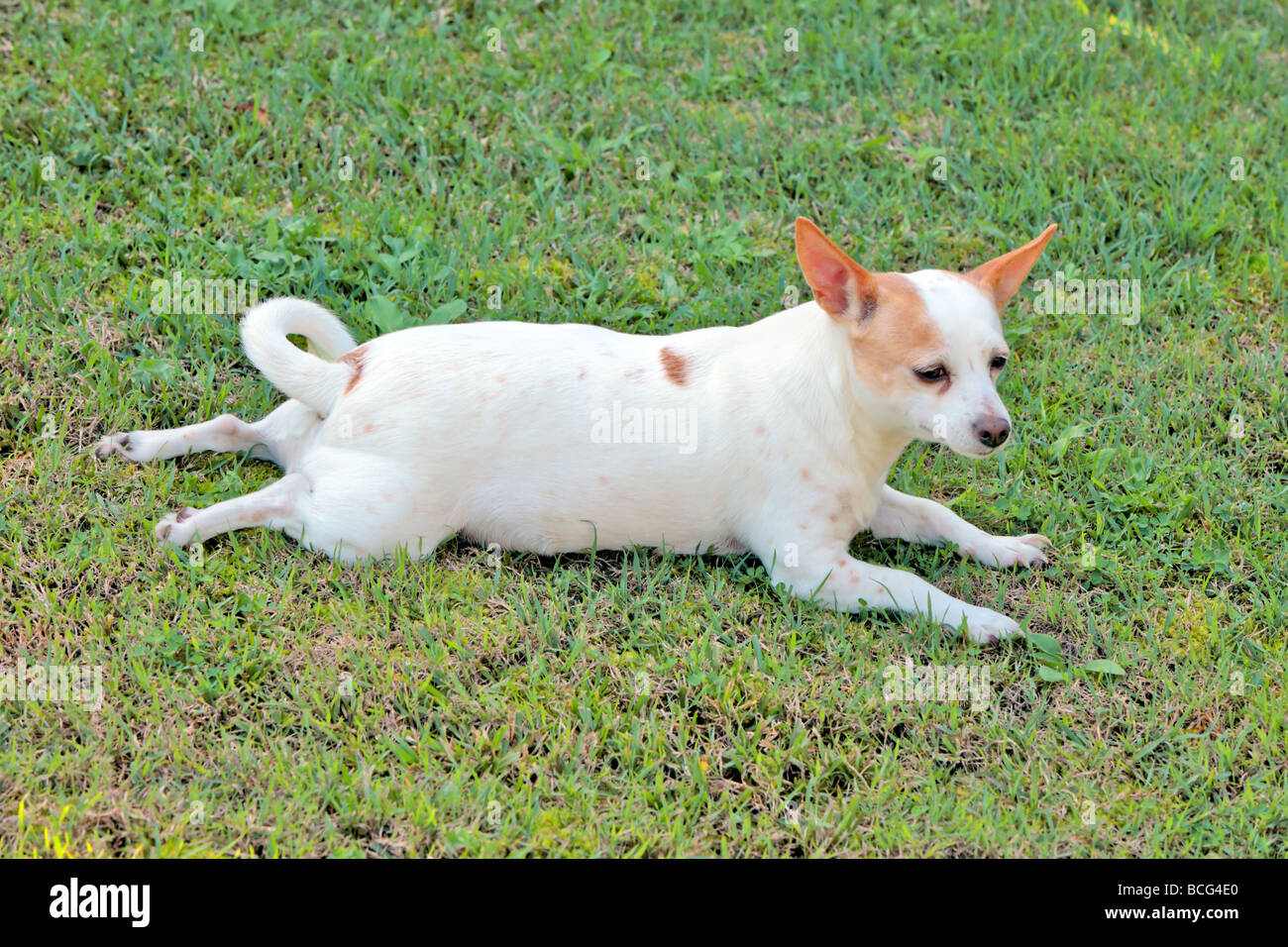 jack russel chi