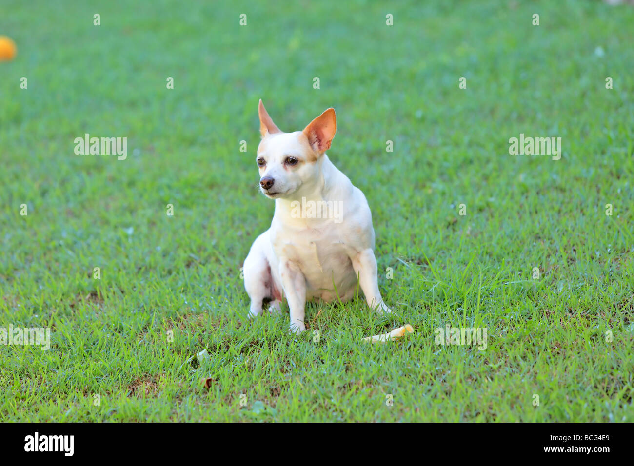 Chihuahua Mix Jack Russel Chihuahua jack russell hi-res stock photography and images - Alamy