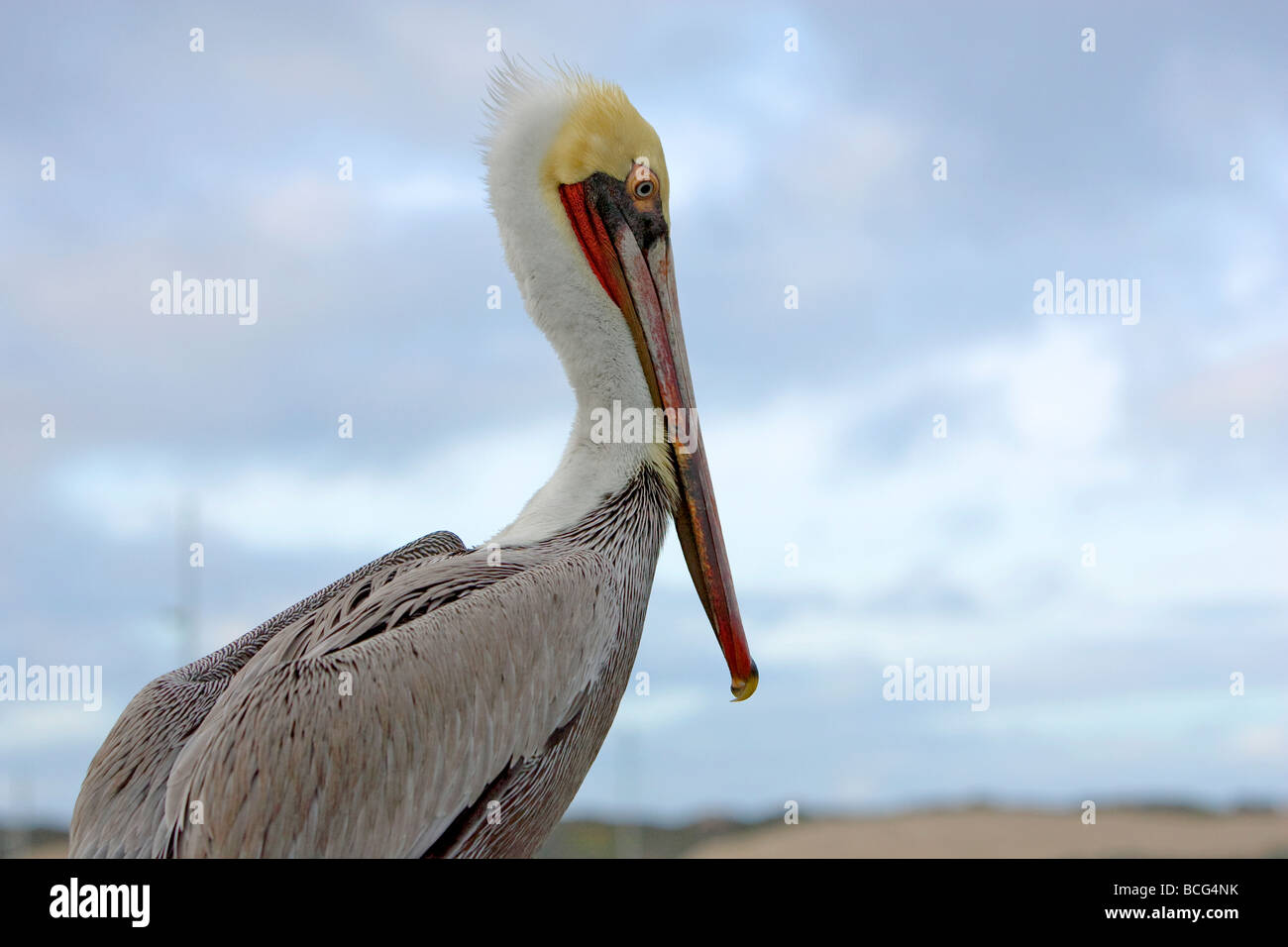 Brown Pelican Pelecanus occidentalis Stock Photo Alamy