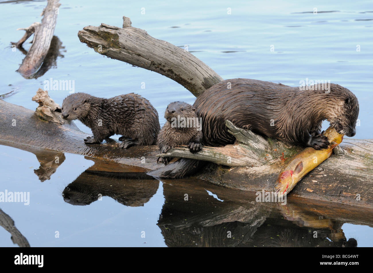 Stock photo of a river otter family on a log with a fish, Yellowstone National Park, Montana, USA Stock Photo