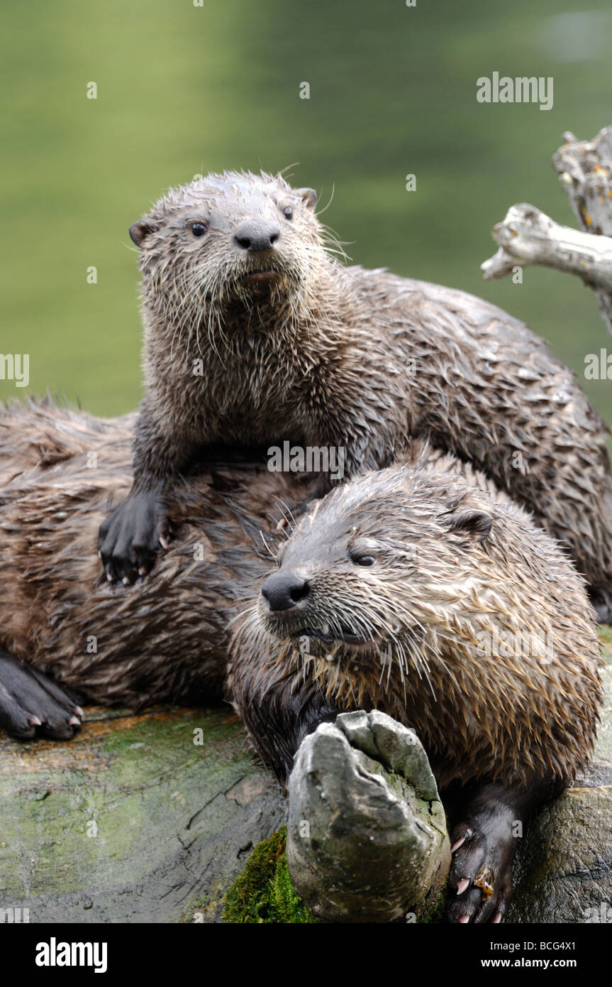 Stock photo of a river otter pup resting on his mother's back, Yellowstone National Park, Montana, July 2009. Stock Photo