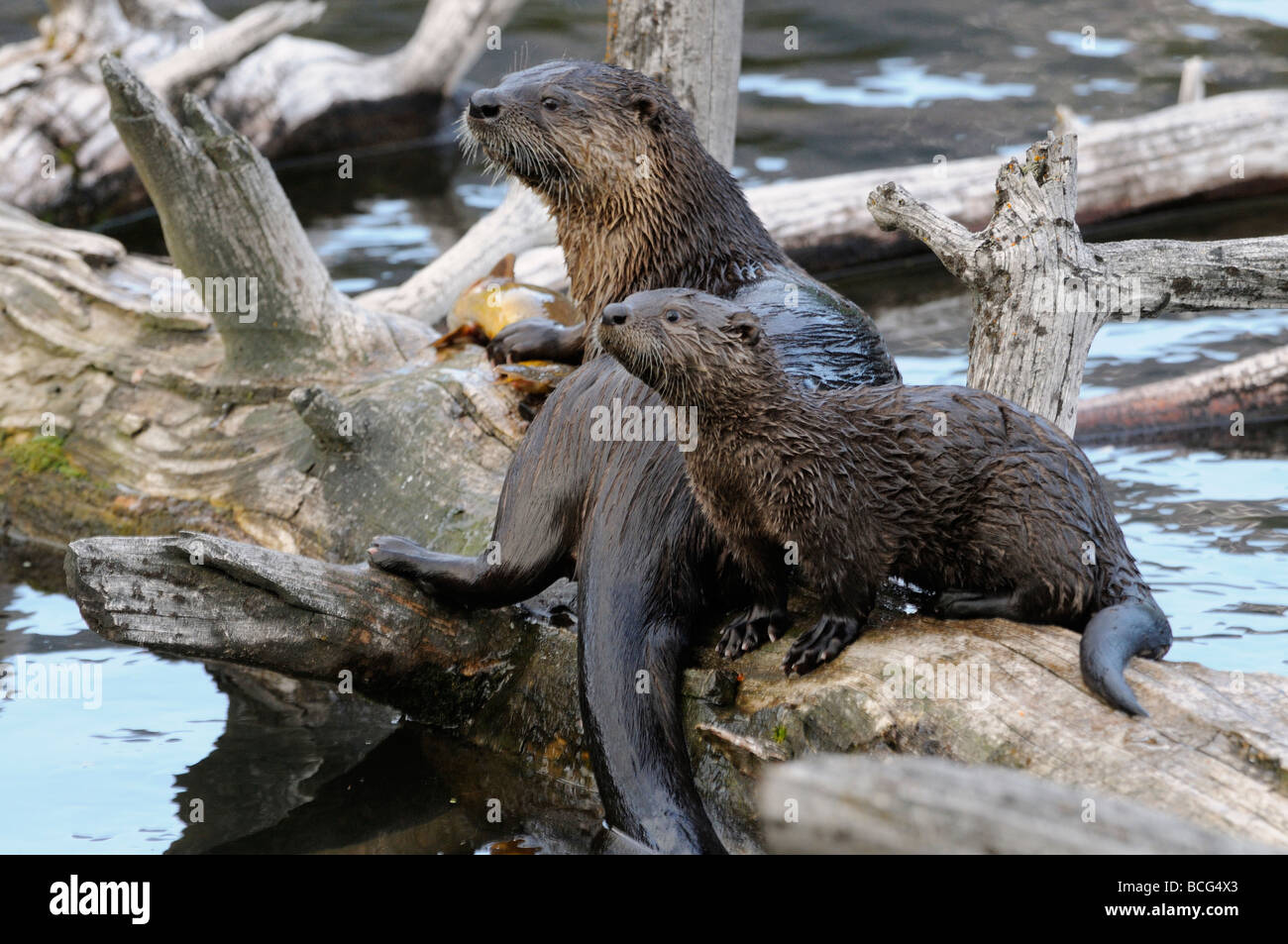 Stock photo of a river otter mother and pup sitting on a log in a pond, Yellowstone National Park, USA, 2009. Stock Photo