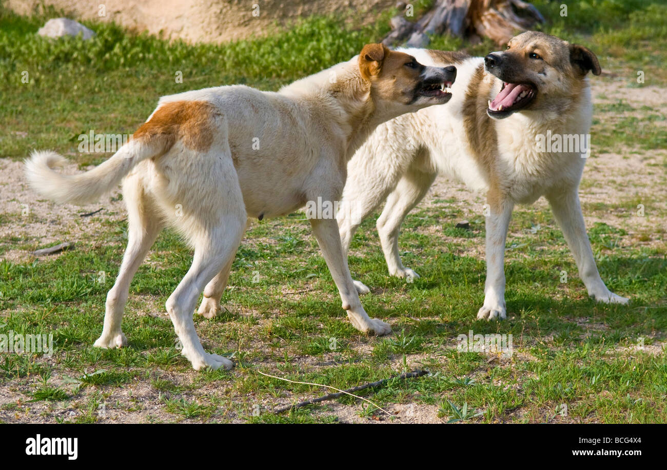Two dogs fighting outside in the garden Stock Photo Alamy