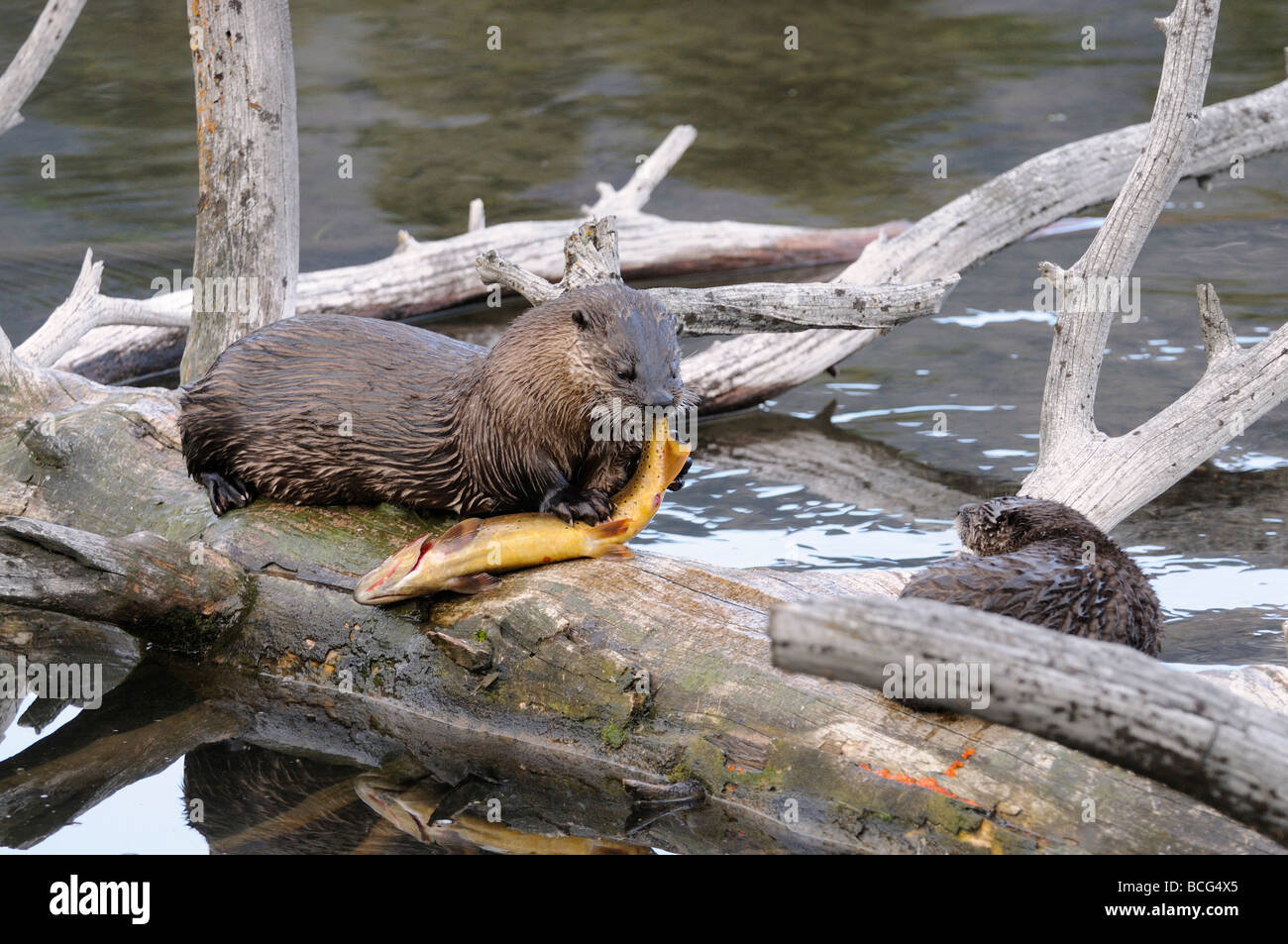 Stock photo of a river otter on a log eating a trout, Yellowstone