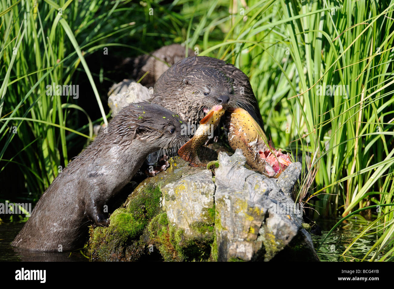 Stock photo of a river otter pup sitting on a log eating a trout, Yellowstone National Park, Montana, 2009. Stock Photo