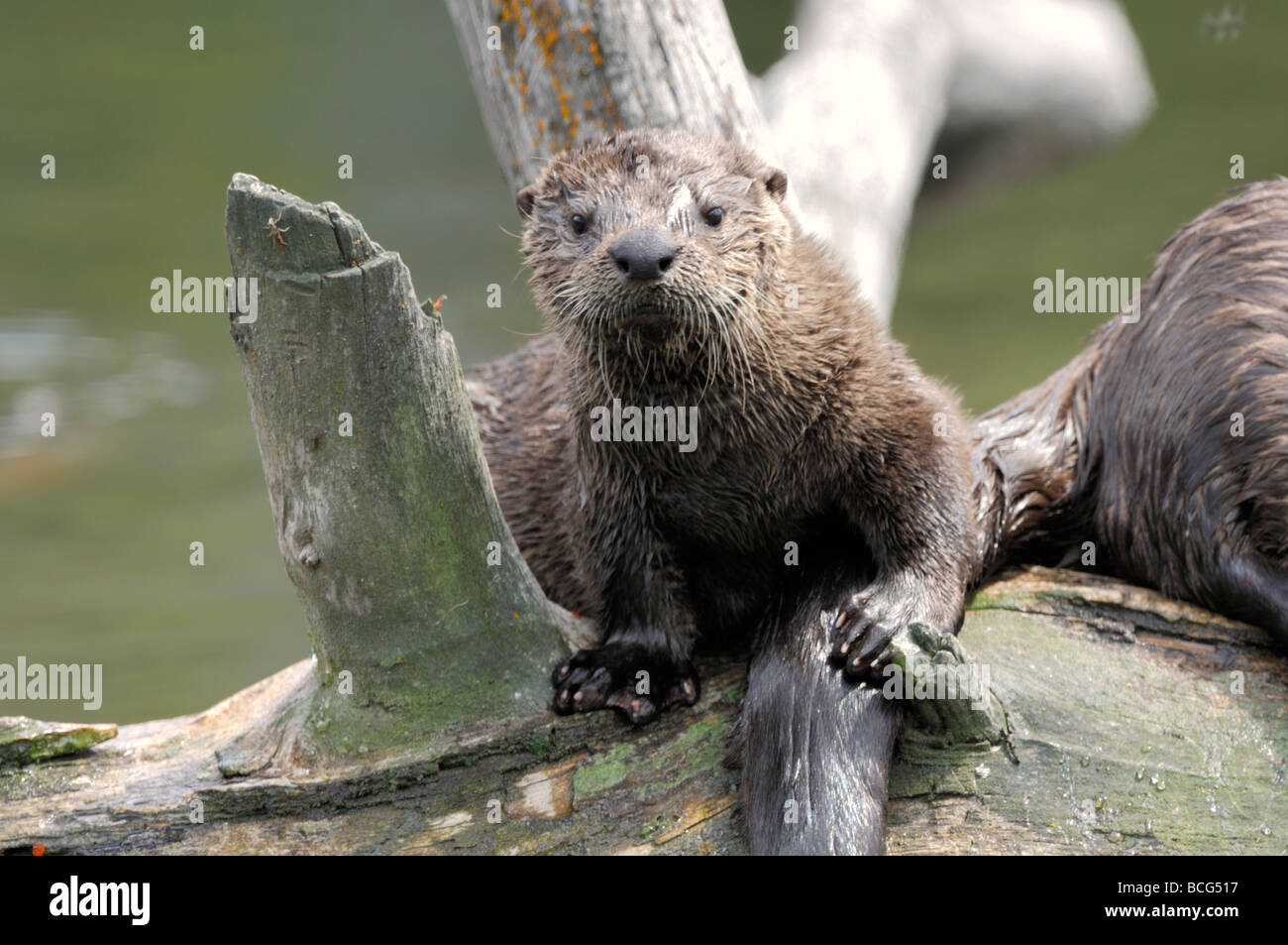 Stock photo of a river otter pup sitting on a log, Yellowstone National Park, July 2009. Stock Photo