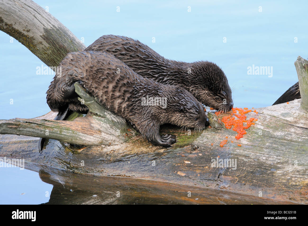 Stock photo of two river otter pups eating fish eggs on a log at a lake, Yellowstone National Park, Montana, 2009. Stock Photo