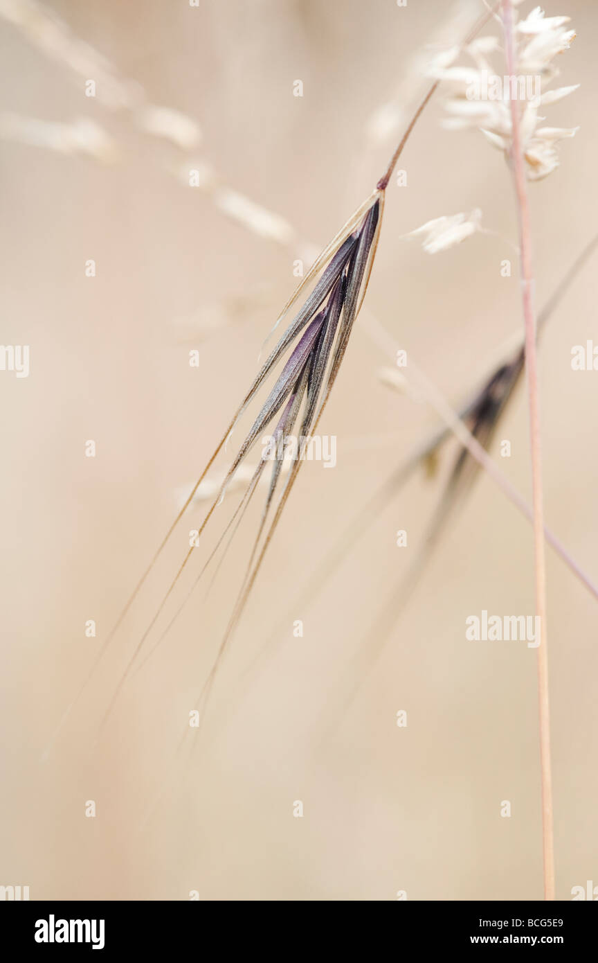 100 Graines Stipa Tenuissima Grass Mexican Feather Grass Seeds