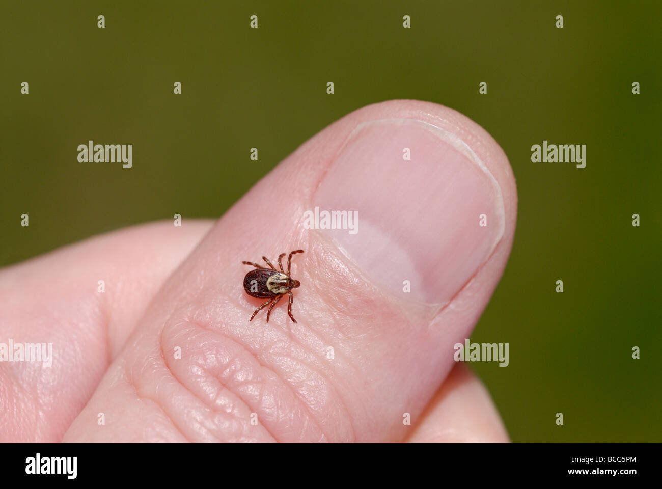 Female American dog tick, Dermacentor variabilis, also known as the wood tick Stock Photo