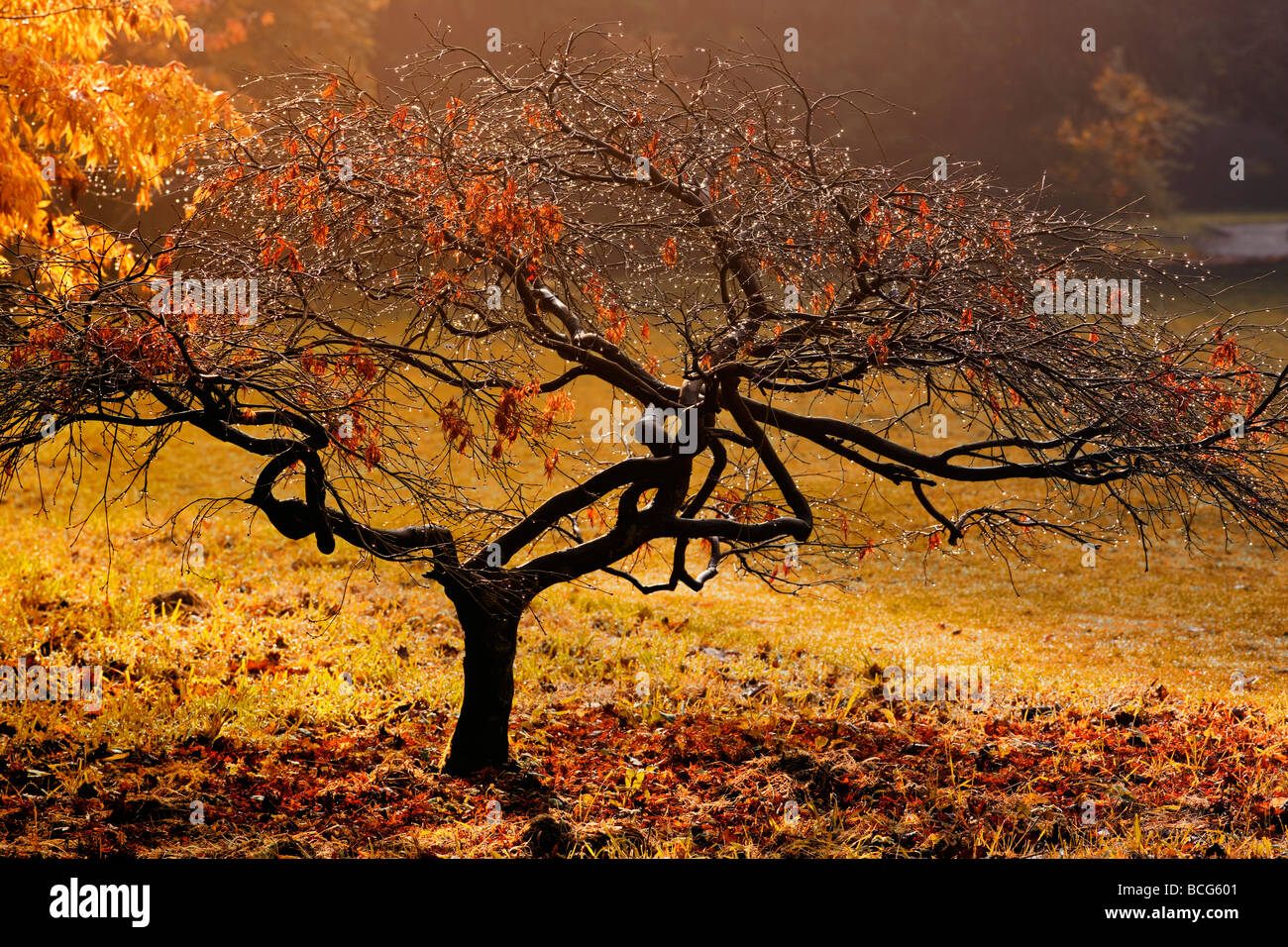 Autumn colours and raindrops on an acer at Thorp Perrow Arboretum, Yorkshire UK Stock Photo