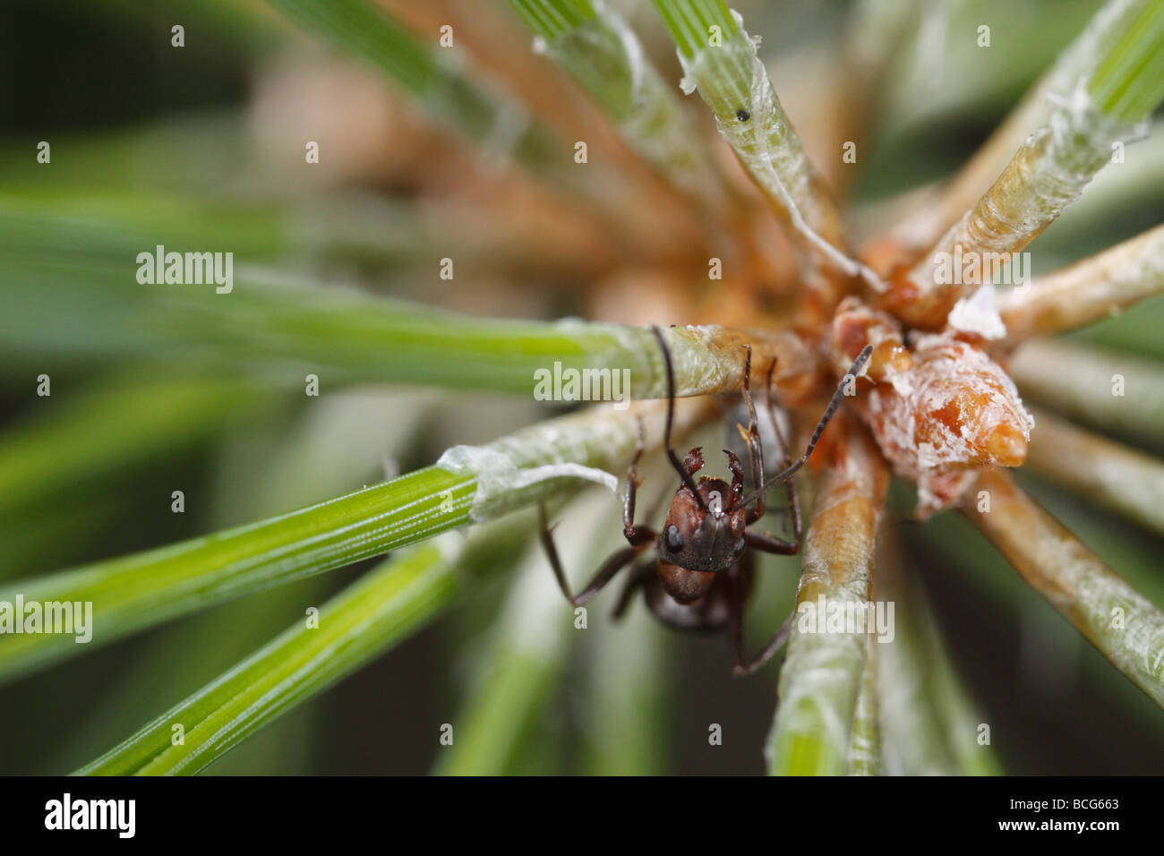 Horse ant (Formica rufa) on a pine twig. The worker is defending an aphid that can be seen below her. Stock Photo