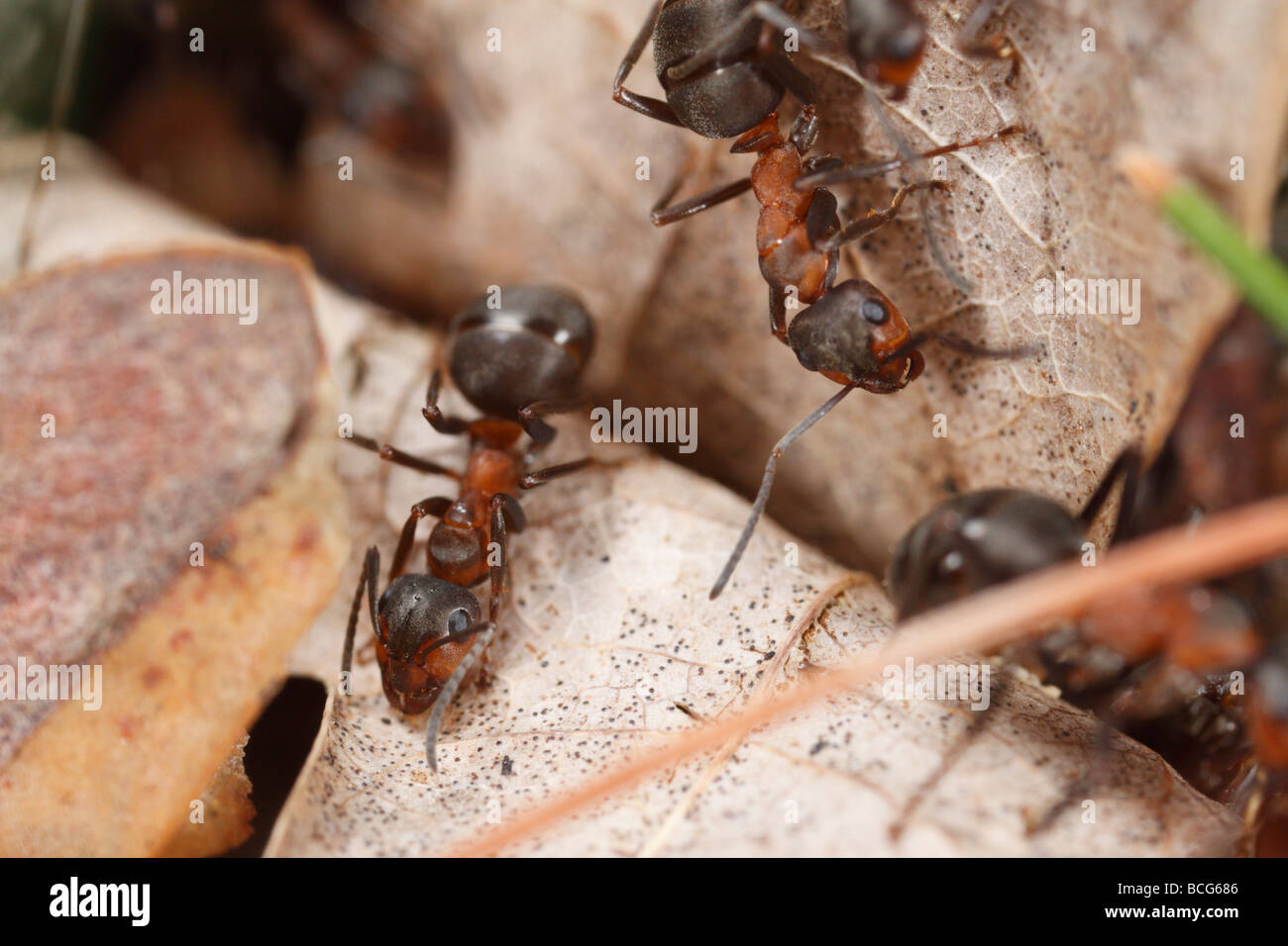 Three Horse ants (Formica rufa) foraging on dry leaves in the forest. Stock Photo