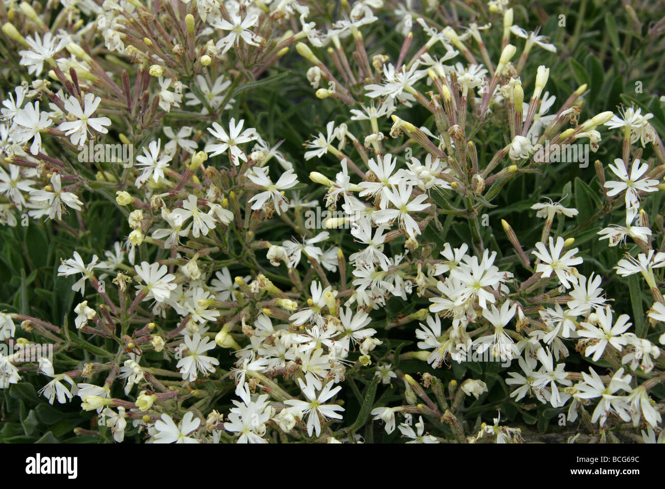 Catchfly, Silene pseudovelutina, Caryophyllaceae, Spain, Europe Stock Photo