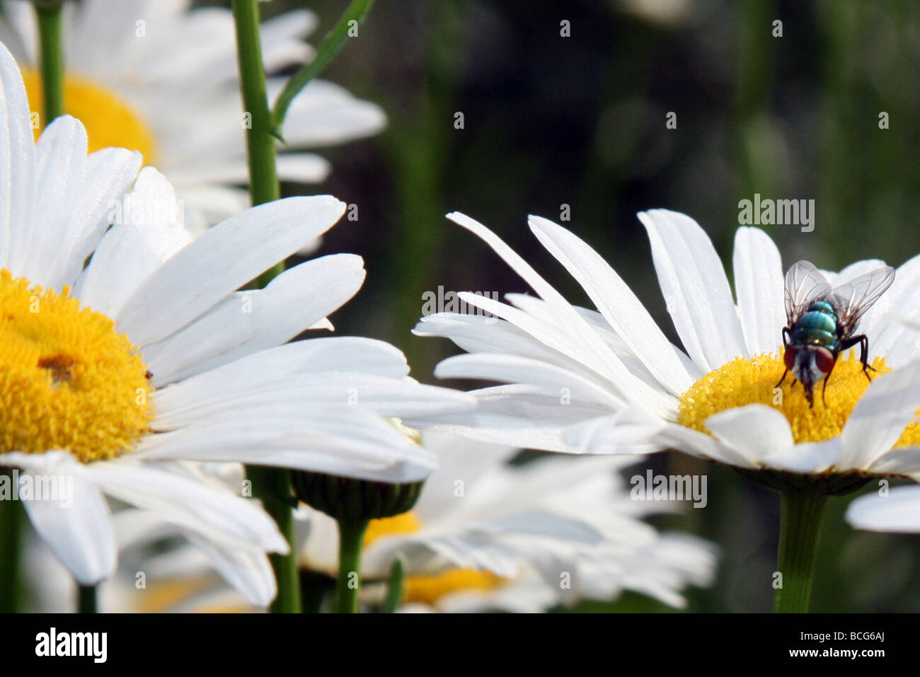 Fly feasting on wild flowers in summer Stock Photo Alamy