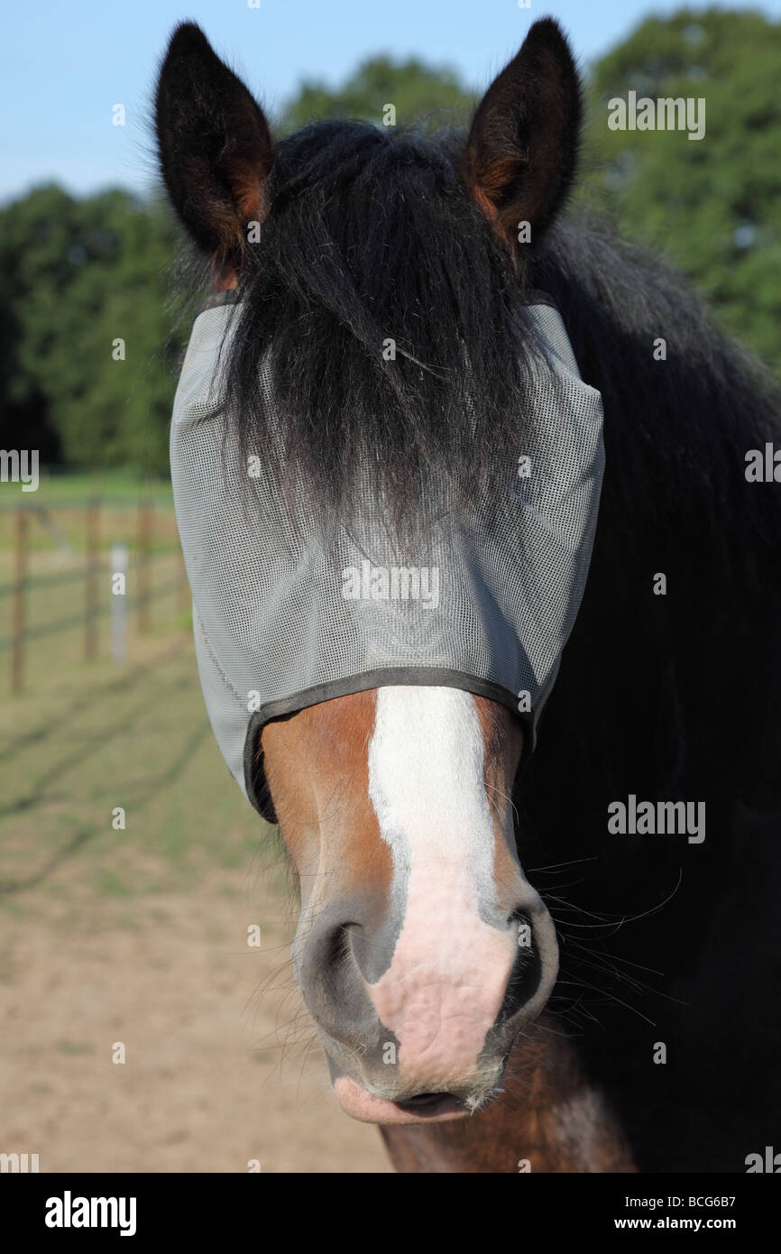Horse wearing a see through fly mask to protect his eyes from flies Stock Photo
