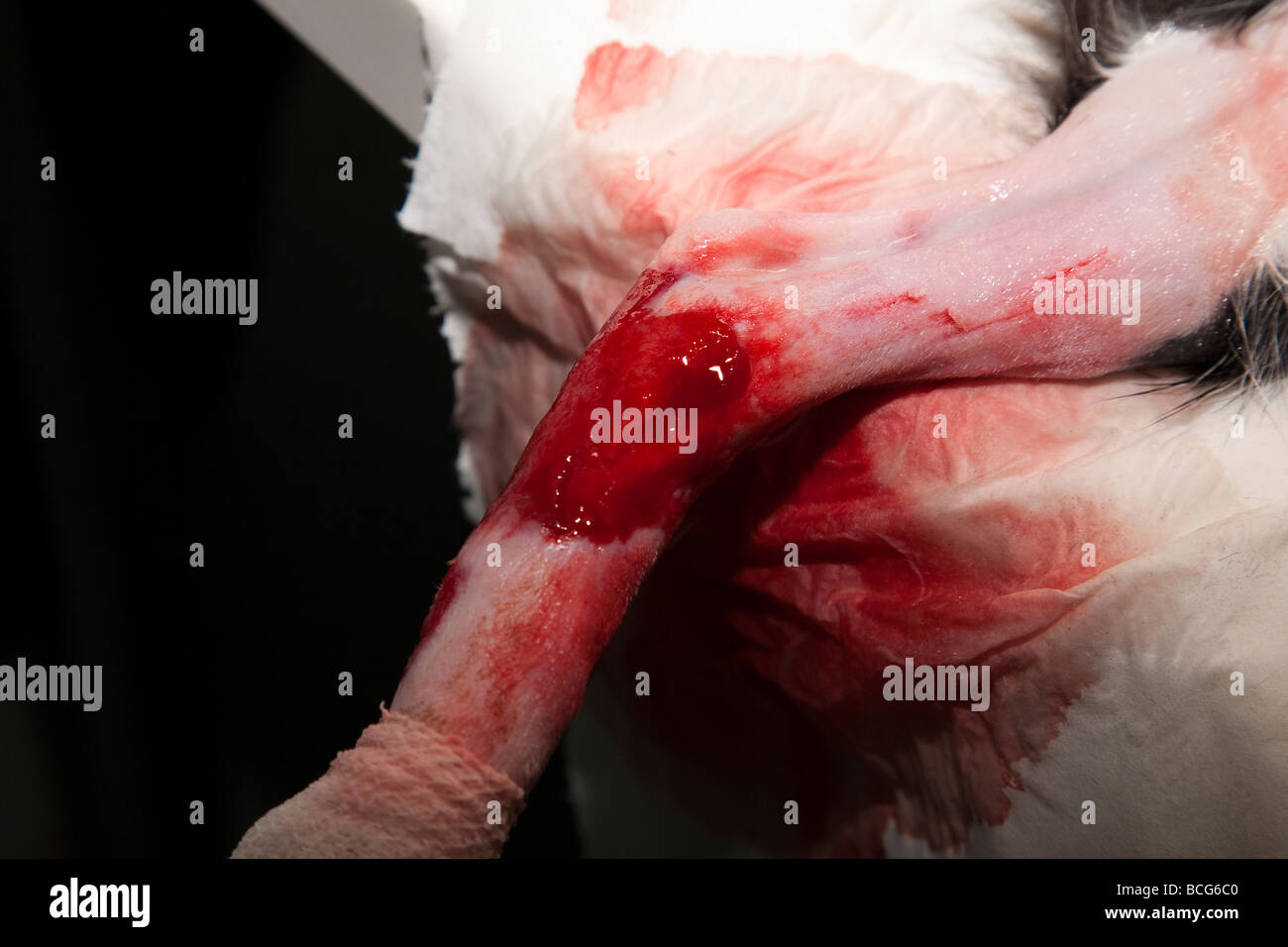 Open wound on a cat's leg Stock Photo Alamy