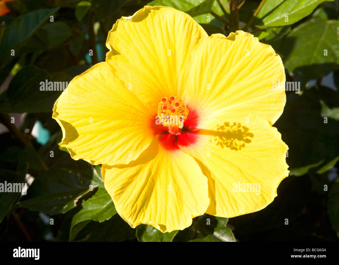 Yellow Flower with Red Bud Stock Photo Alamy