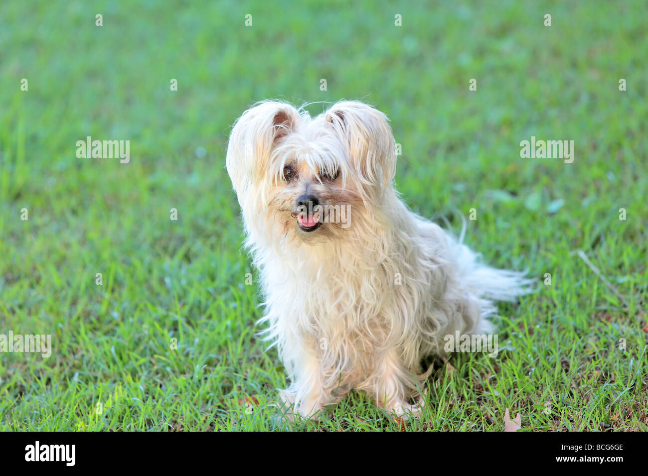 small Australian silky terrier dog at play Stock Photo