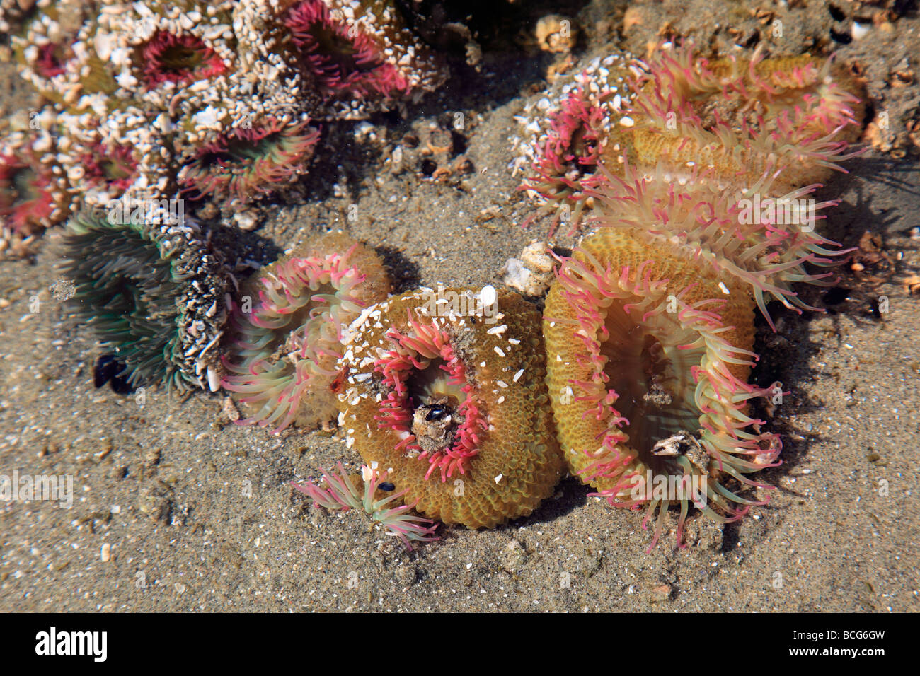sea anemones Stock Photo