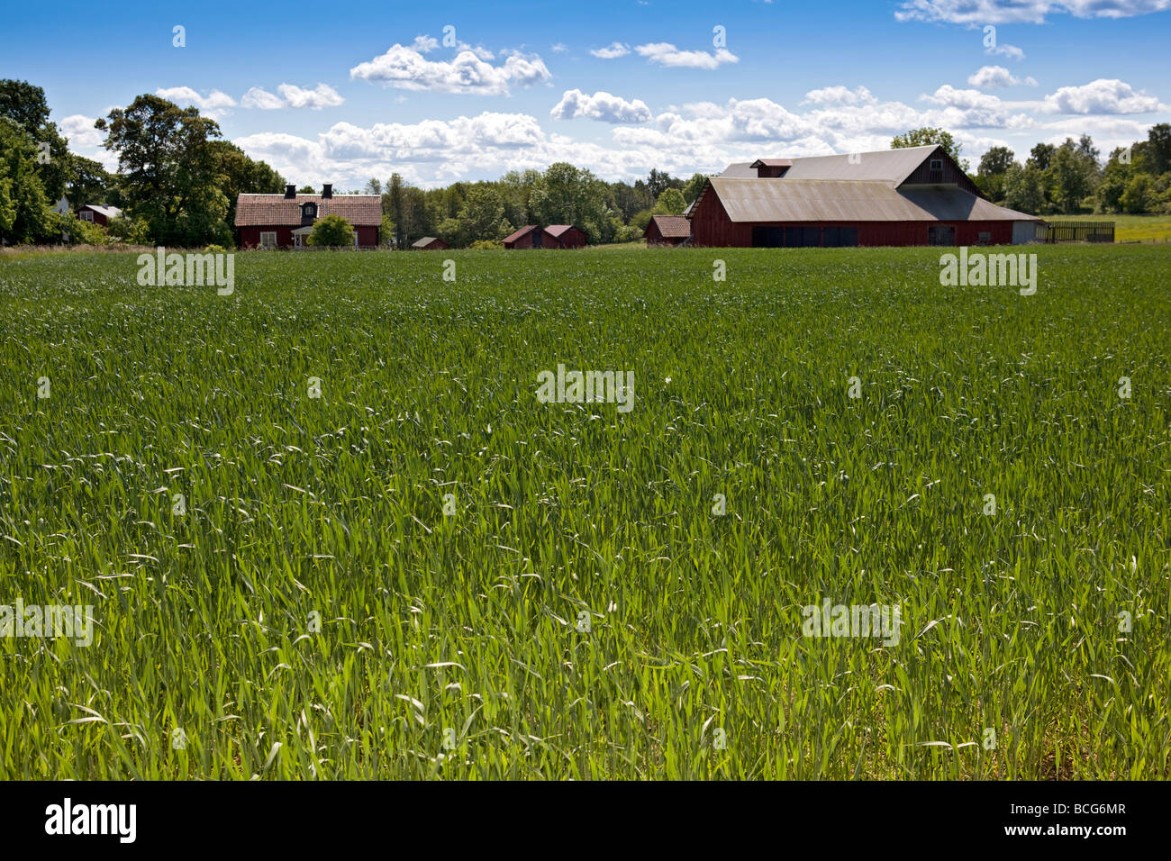 Birka and viking hi-res stock photography and images - Alamy