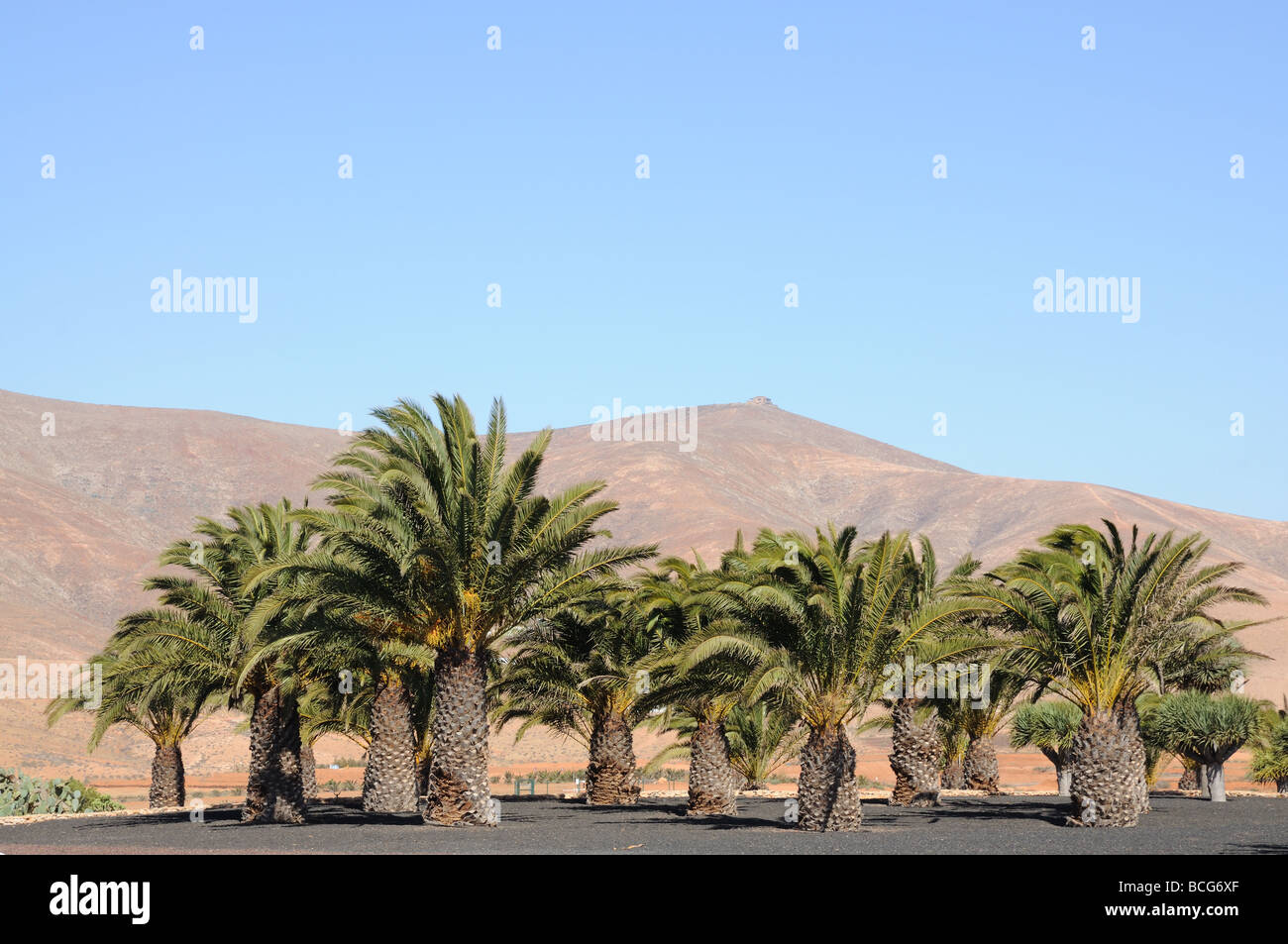 Palm Trees on Canary Island Fuerteventura, Spain Stock Photo