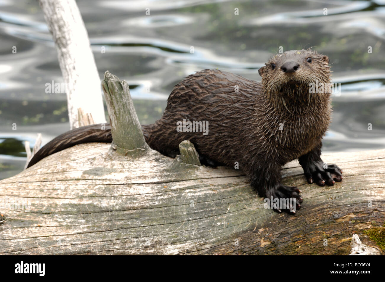 Stock photo of a river otter pup sitting on a log in a lake, Yellowstone National Park, Montana, 2009. Stock Photo