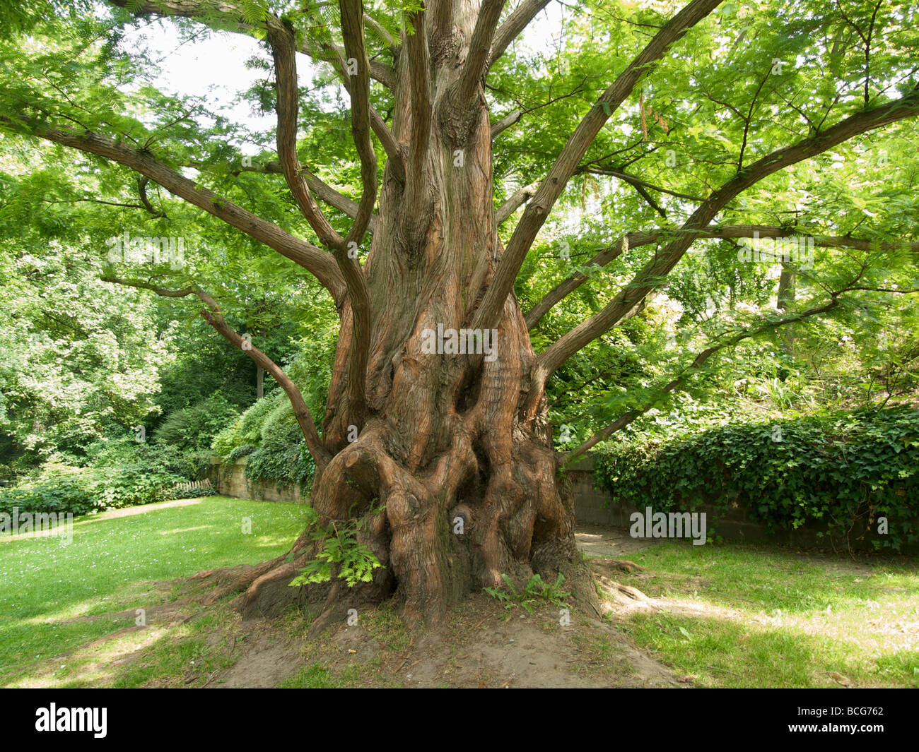 Strange looking tree in the Botanical garden in Brussels Belgium Stock Photo