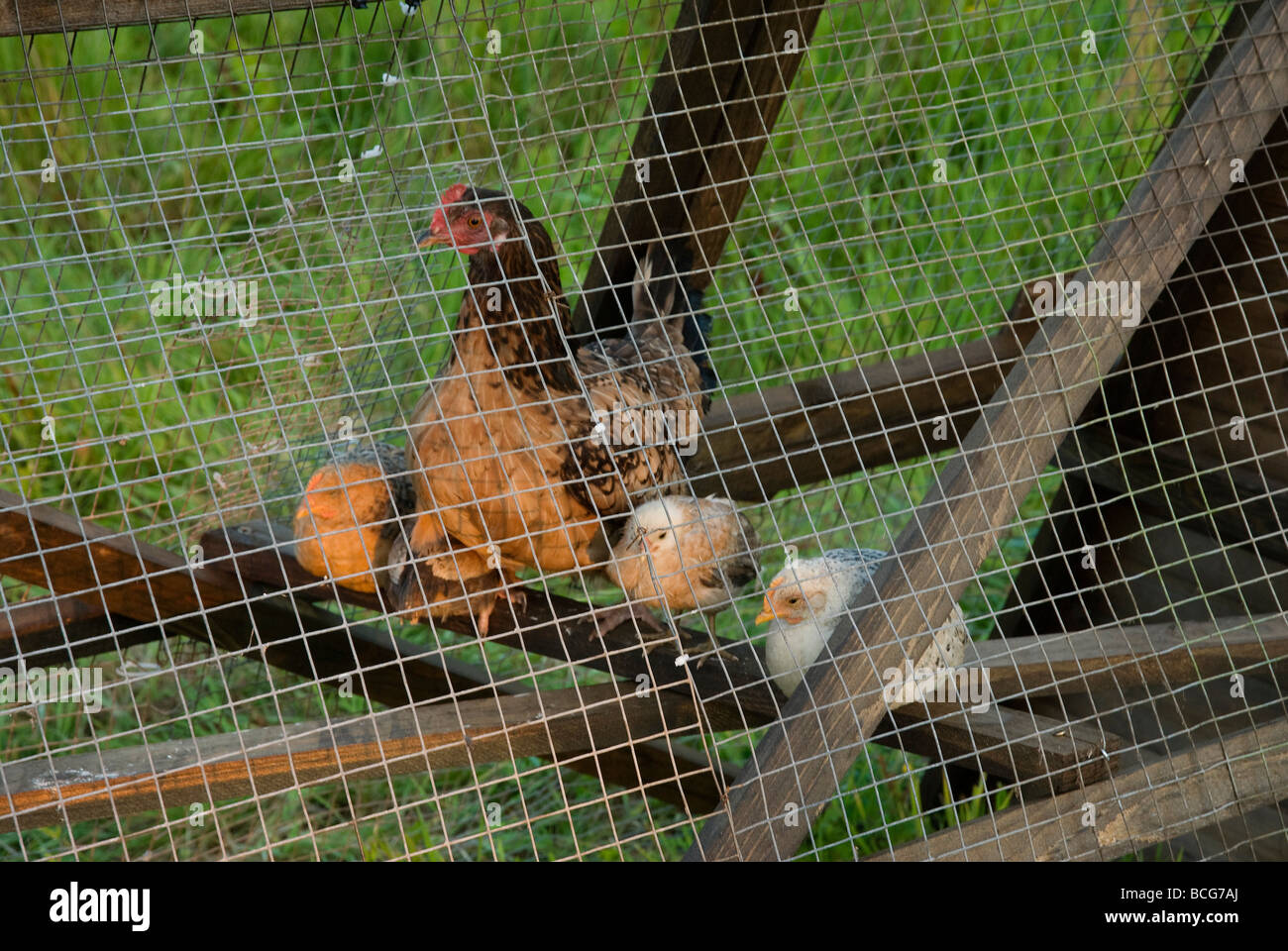 Mother hen with chicks in ark Stock Photo