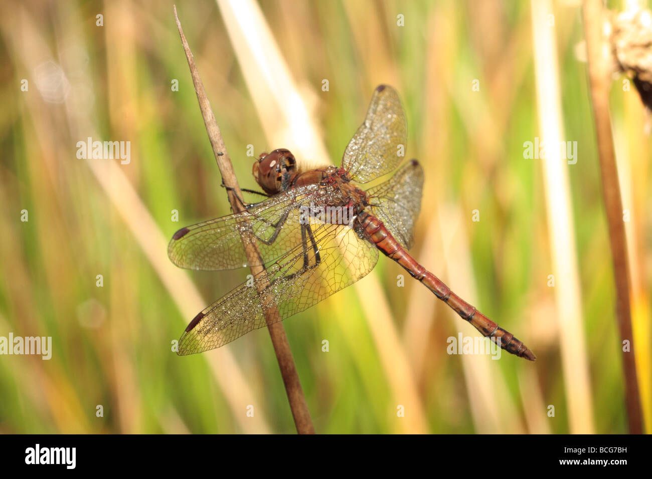 Close up dragonfly mouth open hires stock photography and images Alamy