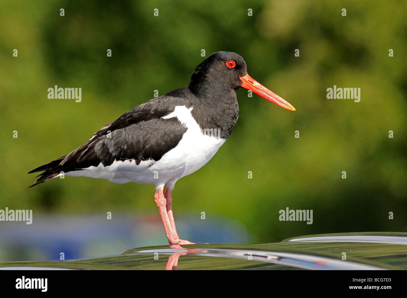 Oystercatcher standing on a car roof, Loch Lomond, Scotland Stock Photo