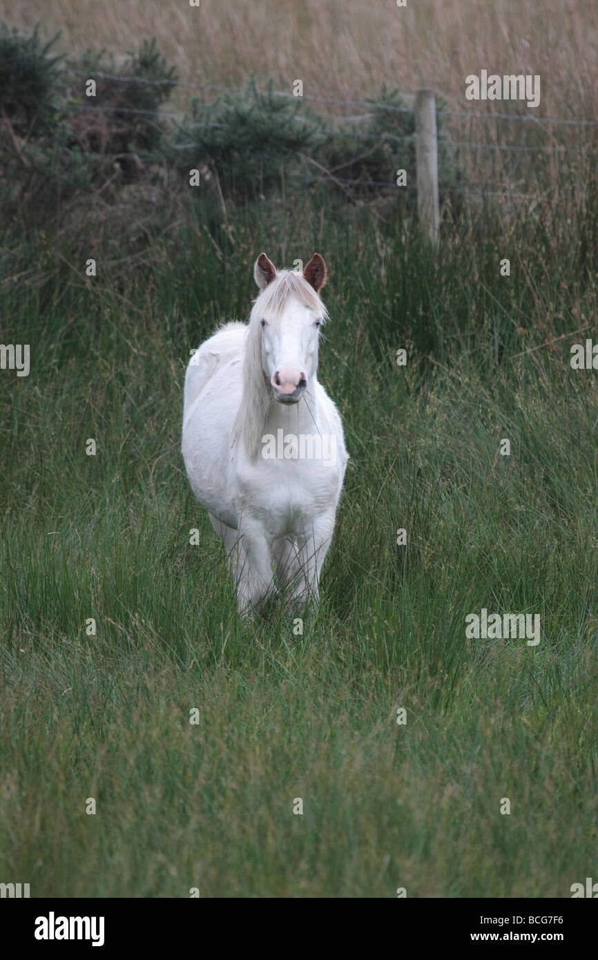 Irish Pony on upland pasture. Stock Photo