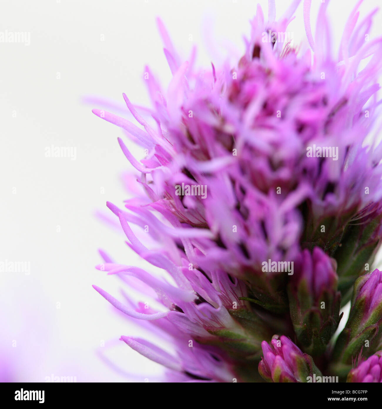 liatris on white fine art photography Jane Ann Butler Photography JABP415 Stock Photo