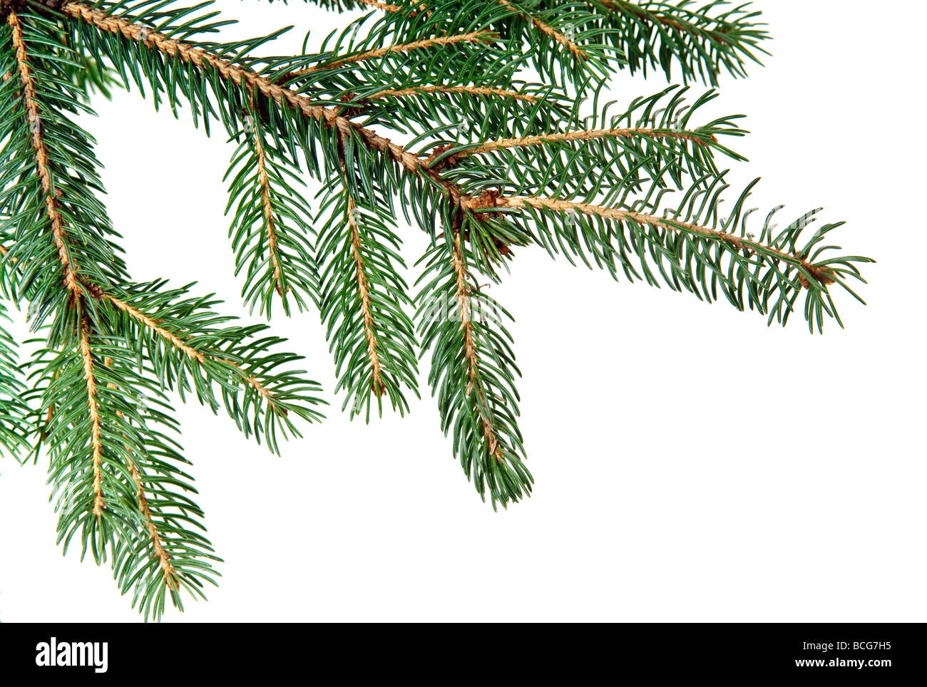 Pine fur tree branch isolated on white for Christmas decoration Stock Photo