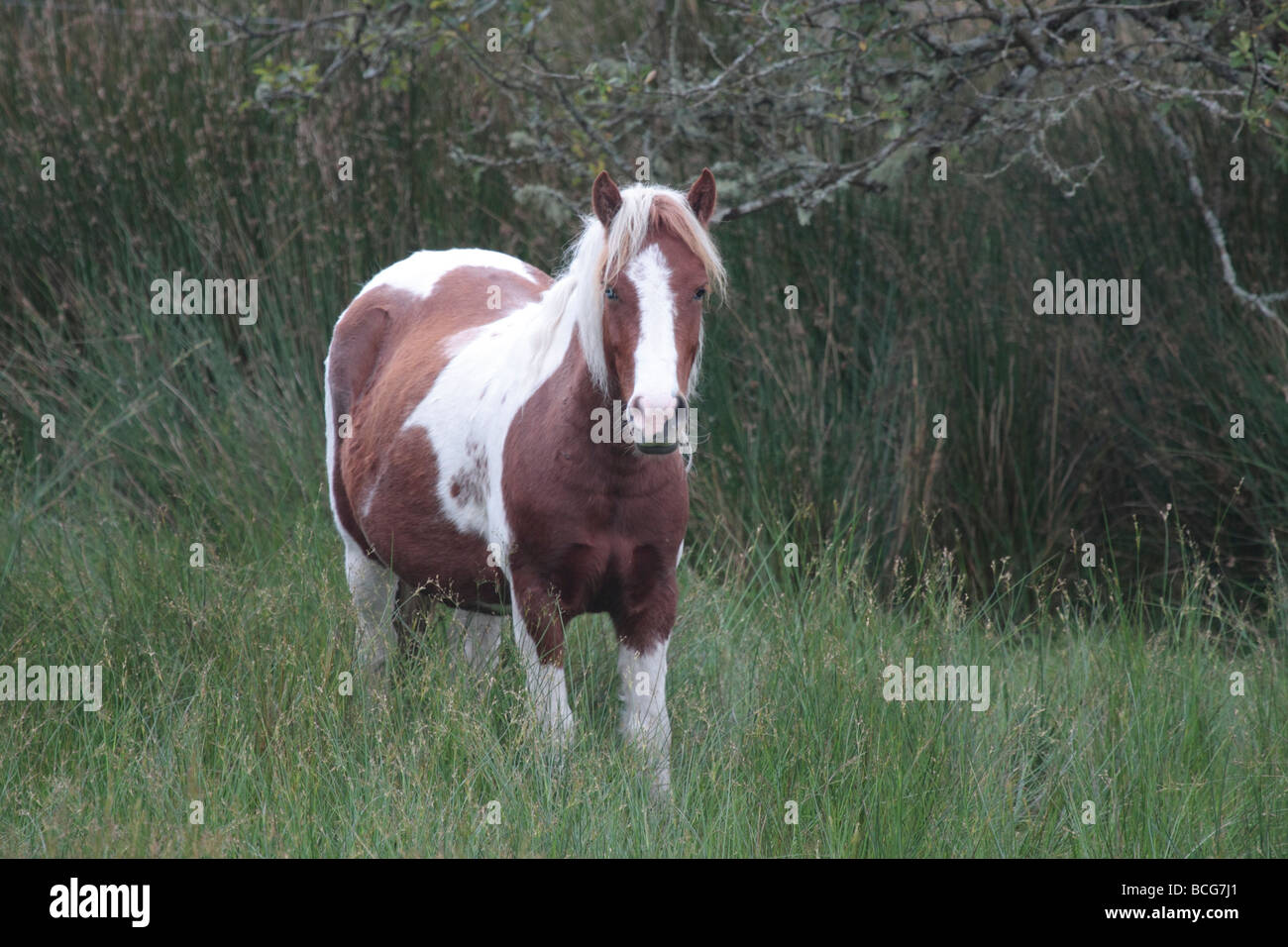 Irish Pony on upland pasture. Stock Photo