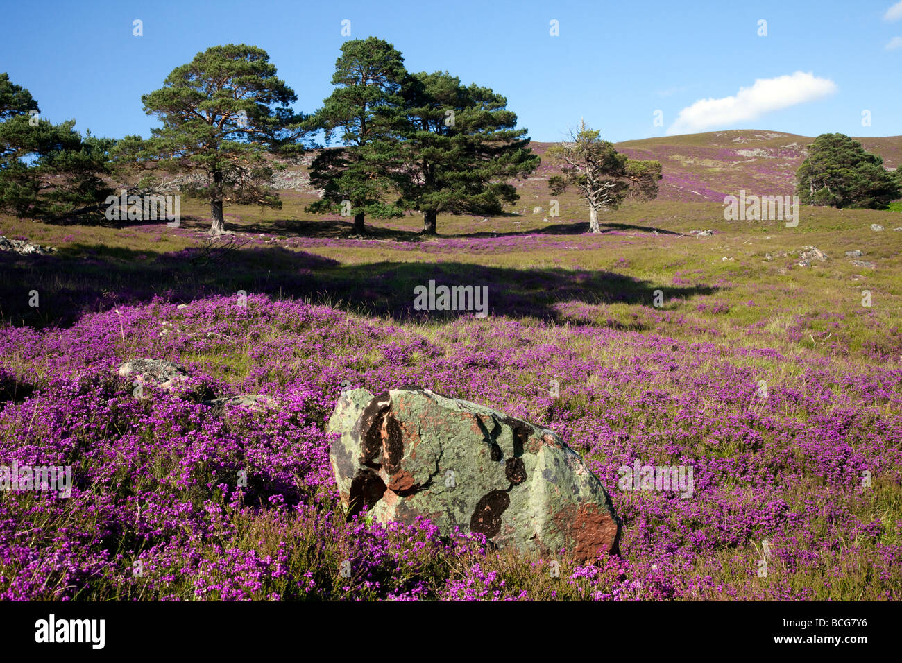 Traditional pink heather covering moorland in the cairngorm national ...